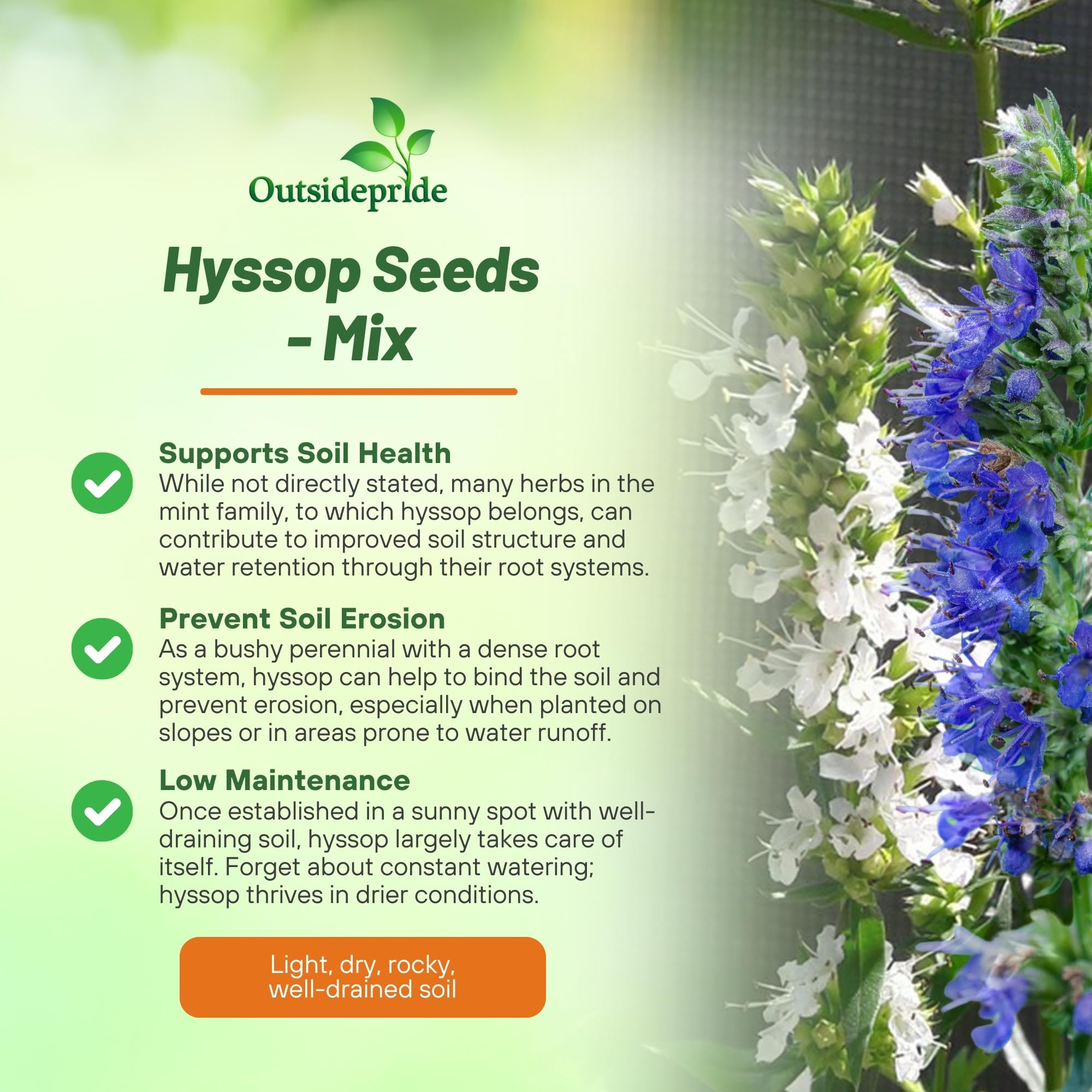 Perennial Hyssop Mix Herb Garden Plant