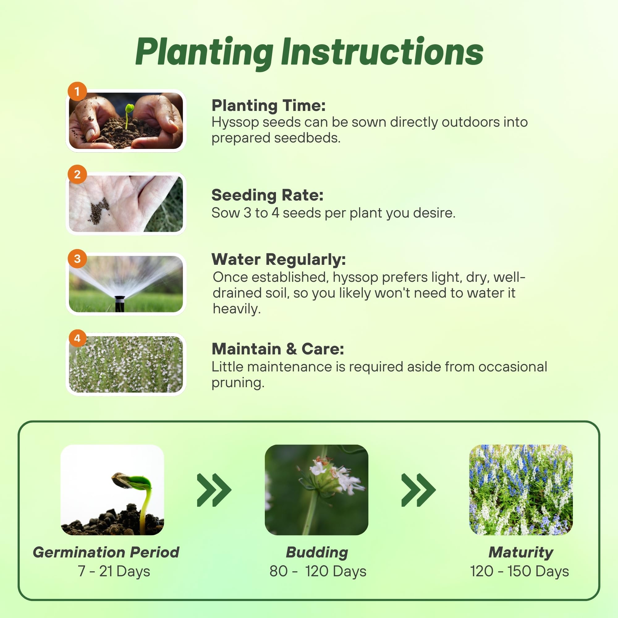 Bushy Hyssop Mix Herb Seed Planting Directions
