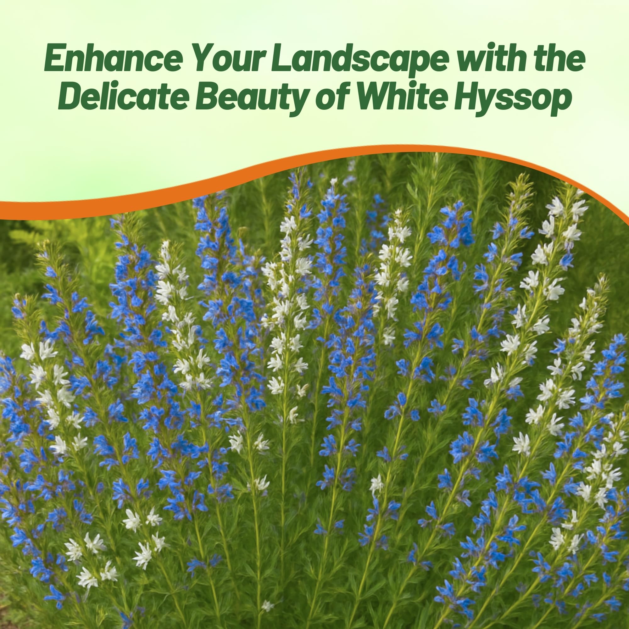 Hyssop Mix Herb Pollinating Plants