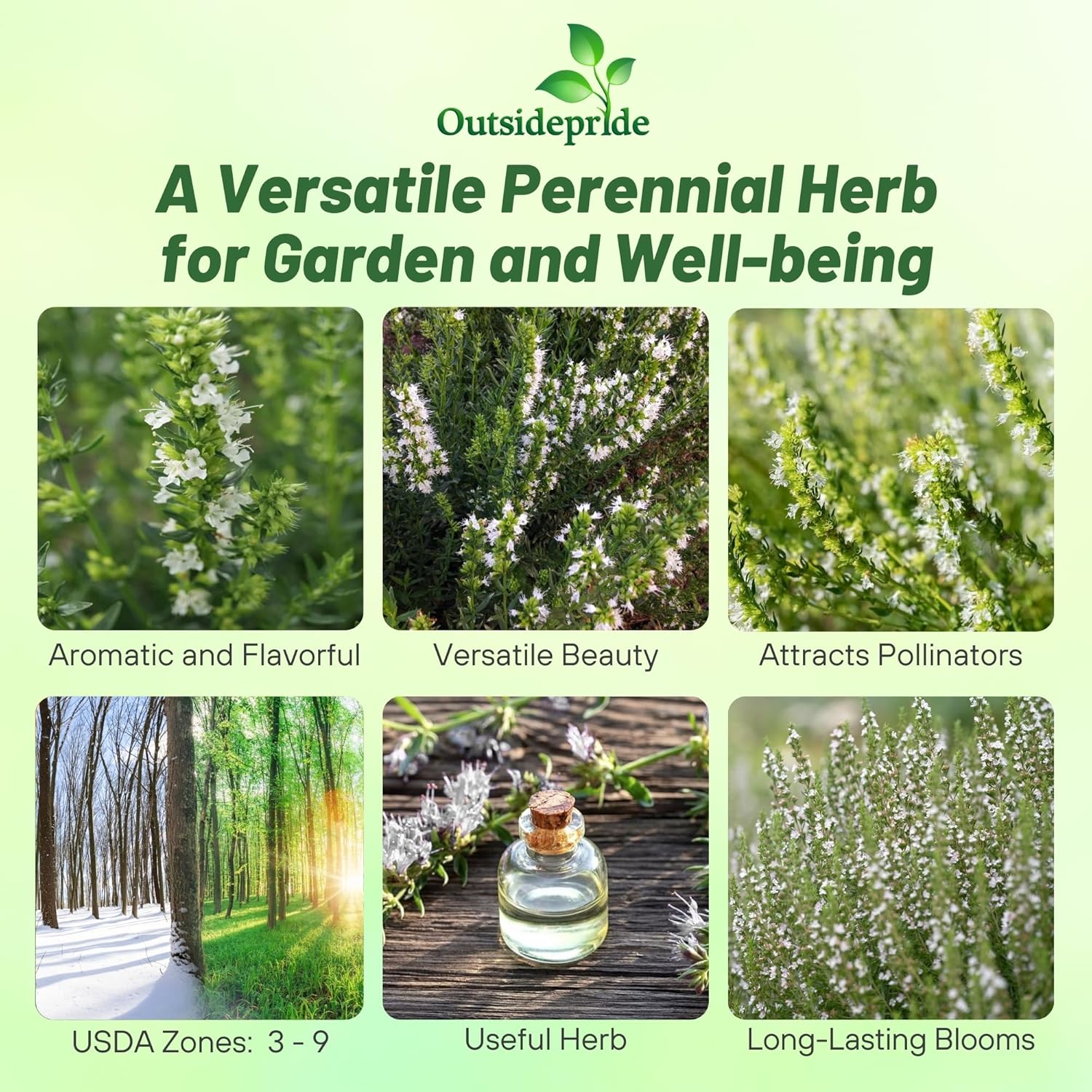 Hyssopus Officinalis White Herb