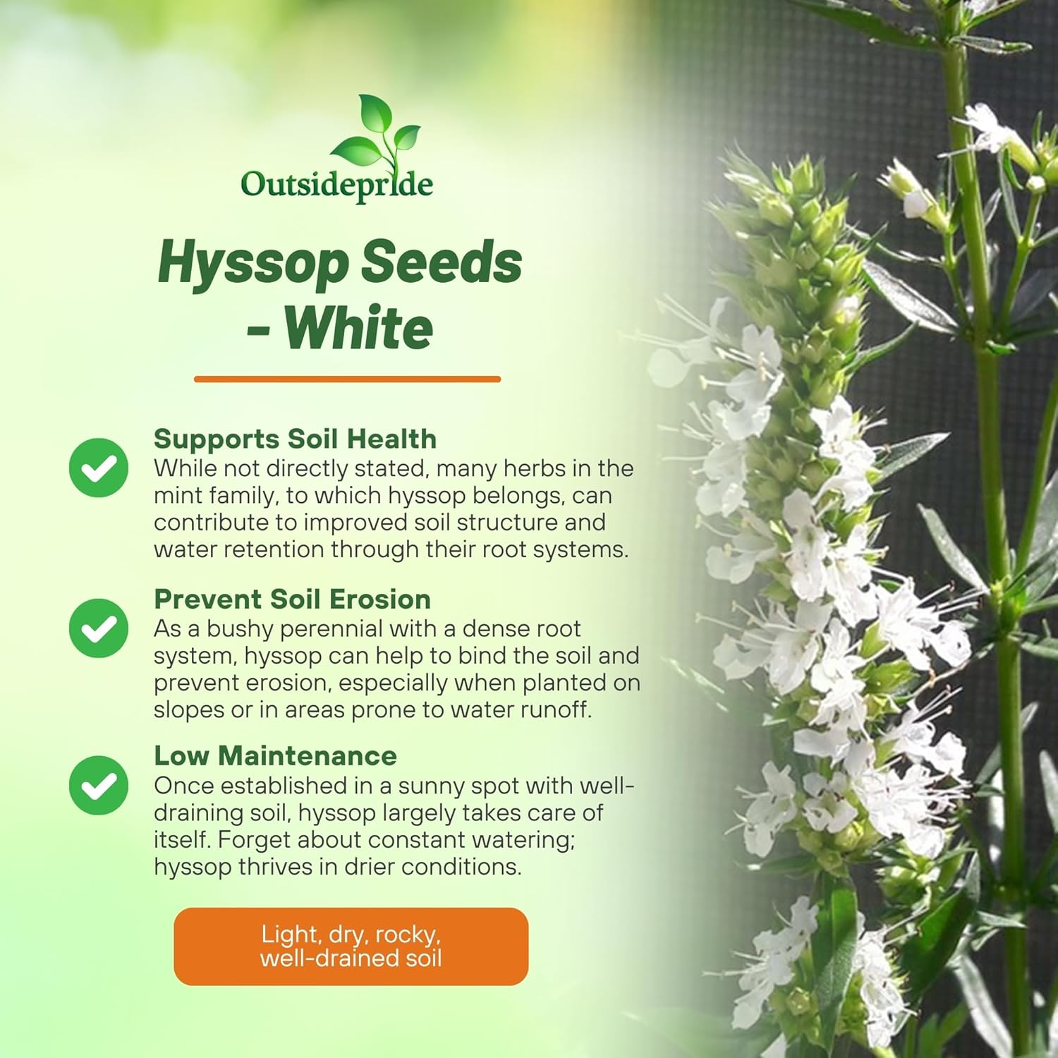 Perennial Hyssop White Herb Garden Plant