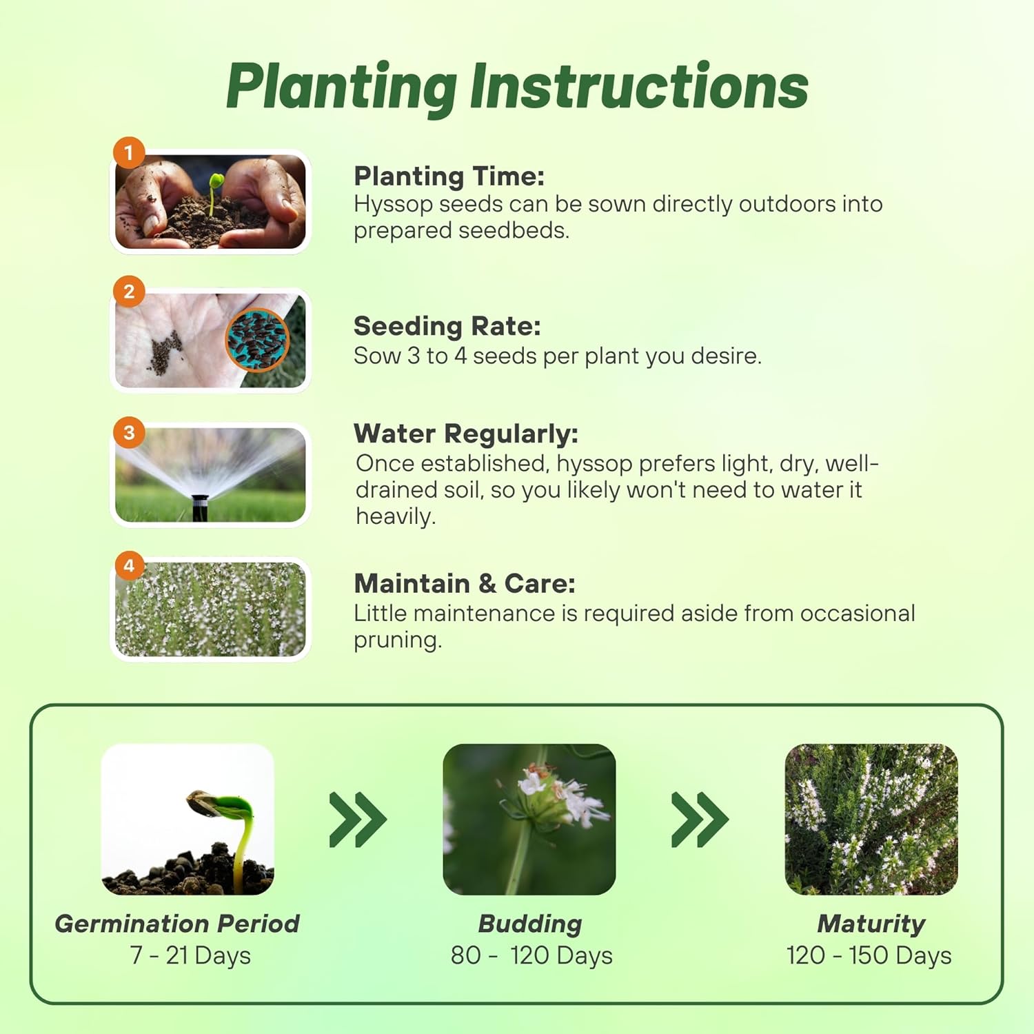 Bushy Hyssop White Herb Seed Planting Directions