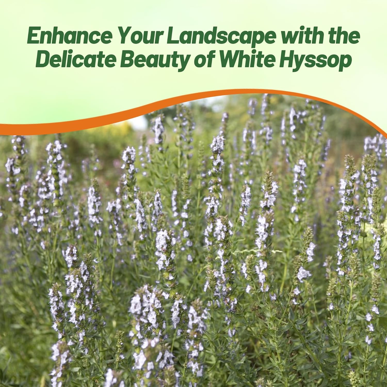 Hyssop White Herb Pollinating Plants