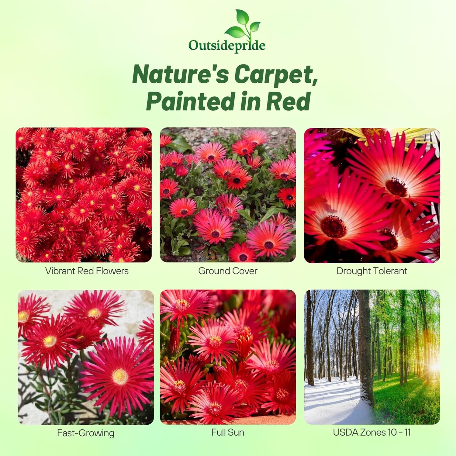 Dorotheanthus Bellidiformis Gelato Bright Red