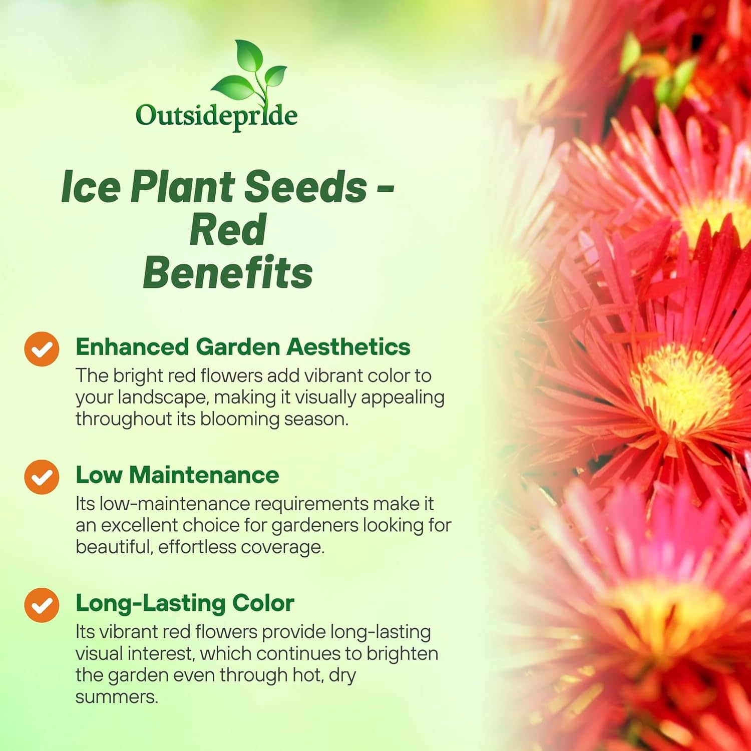 Ice Plant Gelato Red Succulent Plants