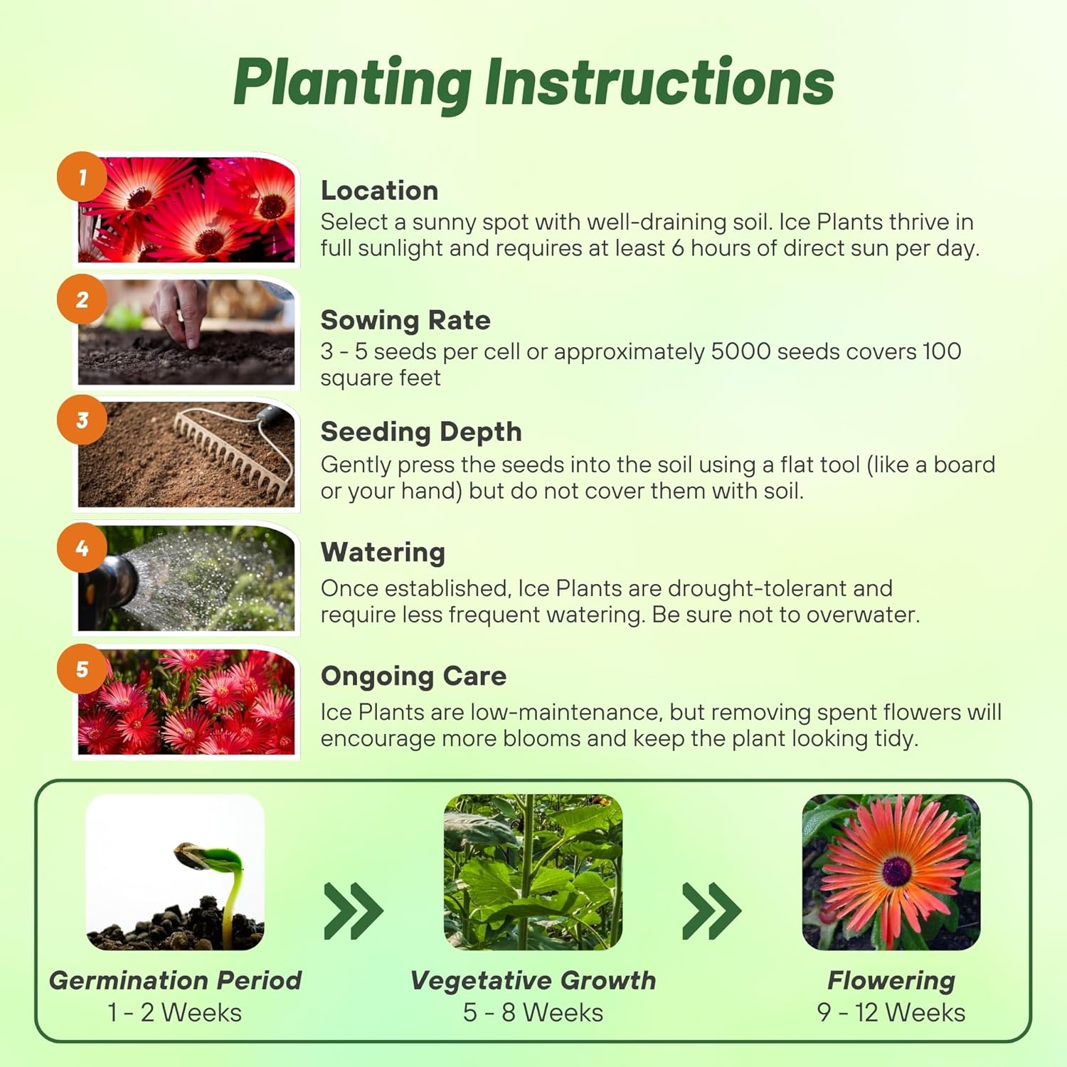 Ice Plant Gelato Red Planting Diredtions
