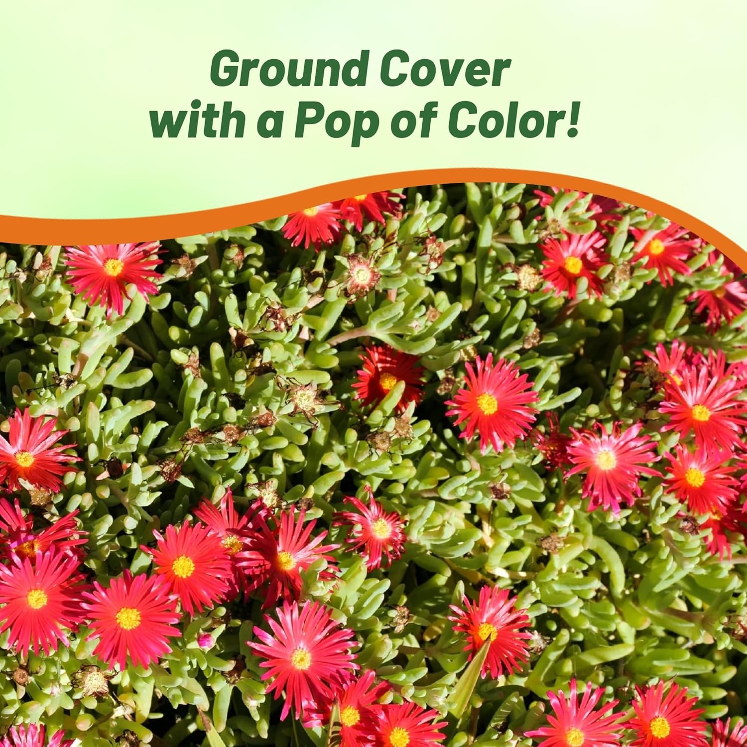 thumbnail image 2 of 20 Ice Plant Flower Seeds - Drought Resistant For Spring/Summer - Pink, Yellow, White Mix 2 of 6