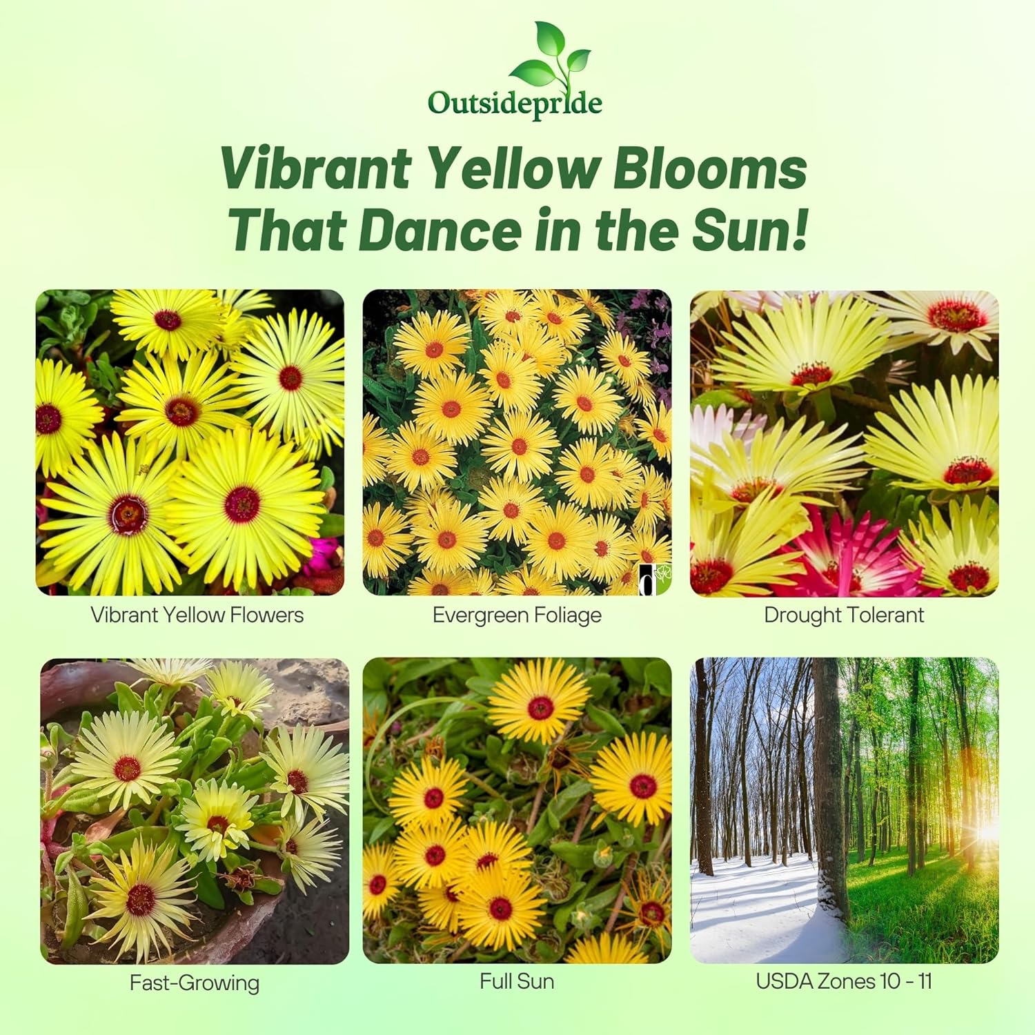 Ice Plant Yellow Ground Cover