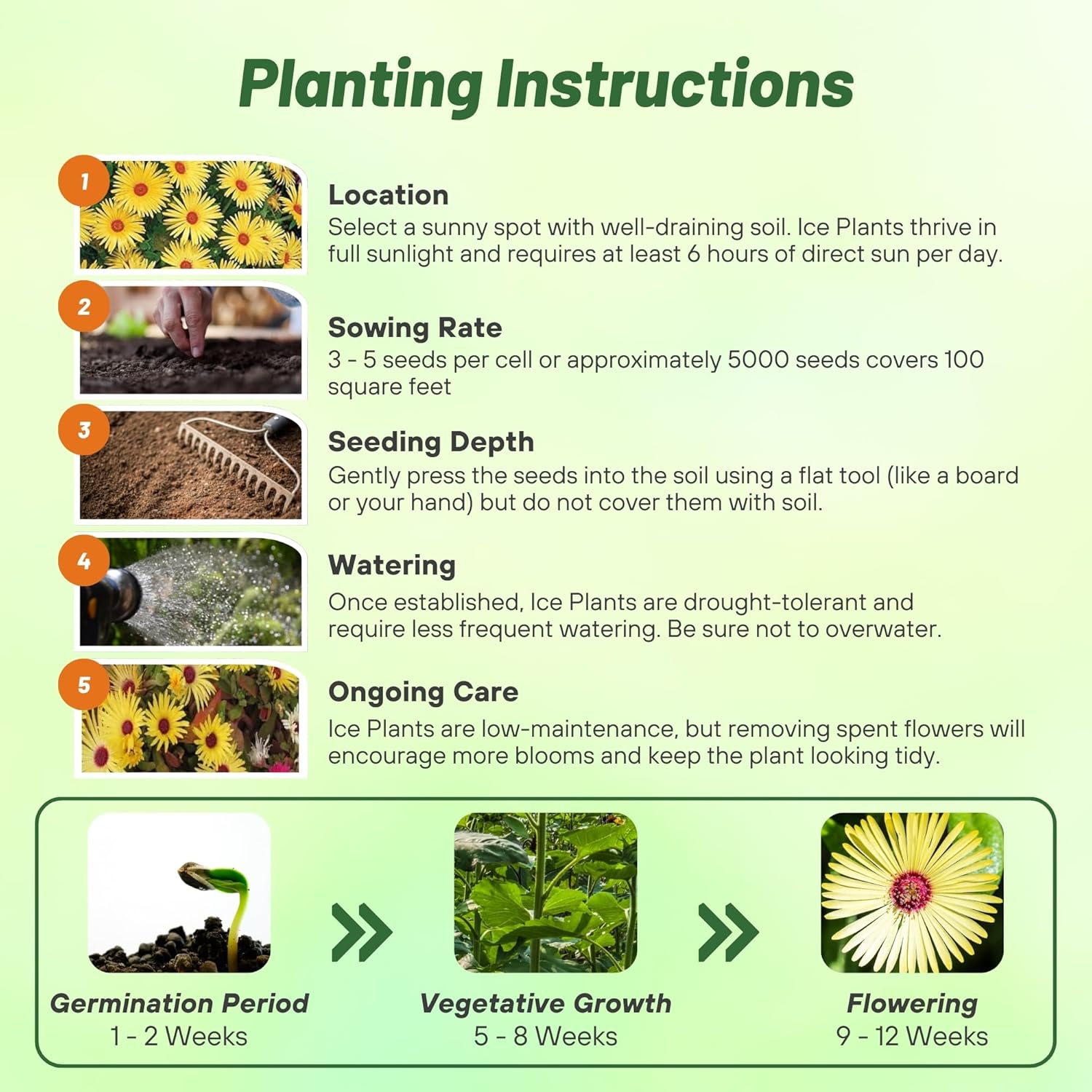 Livingstone Daisy Yellow Planting Directions