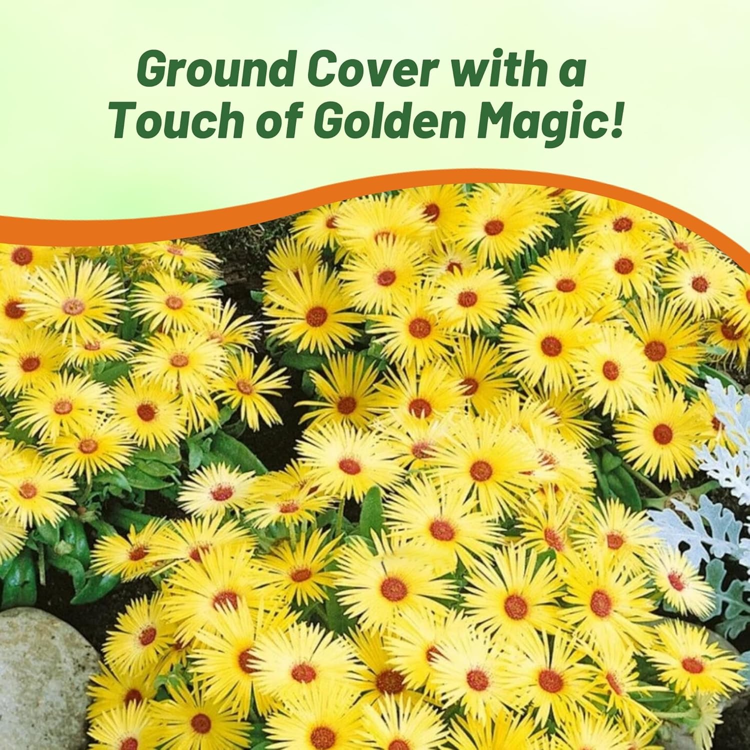 Livingstone Daisy Yellow Groundcover Plant