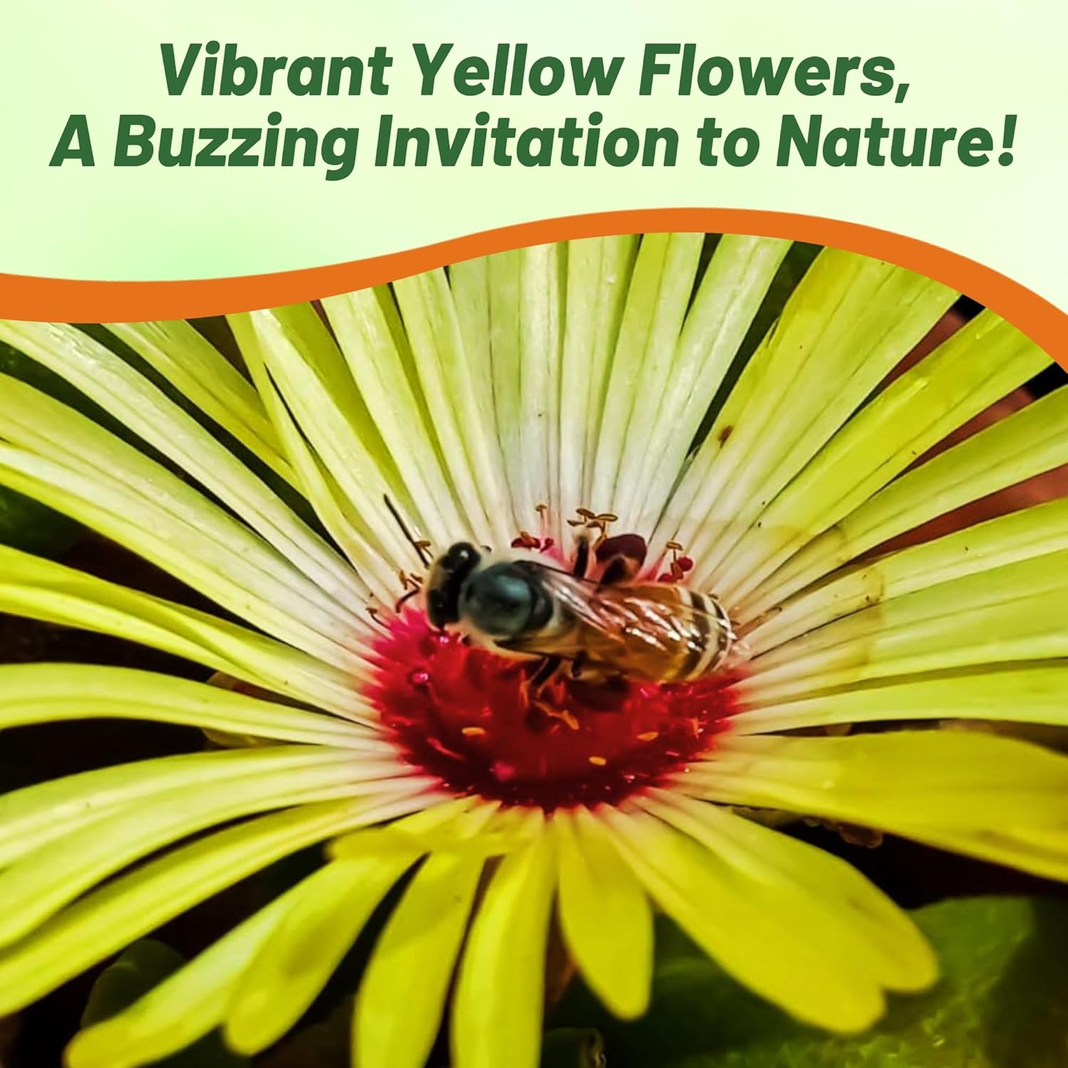 Livingstone Daisy Yellow Ice Plant