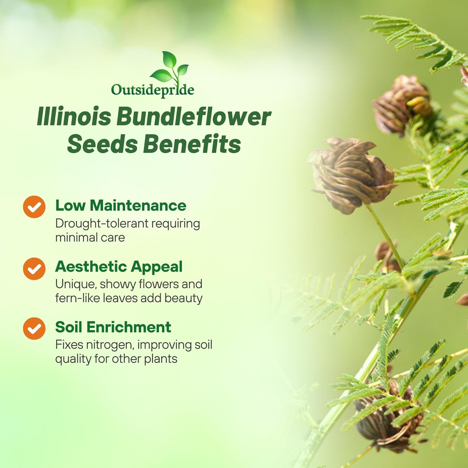 Illinois Bundleflower Legume Plants