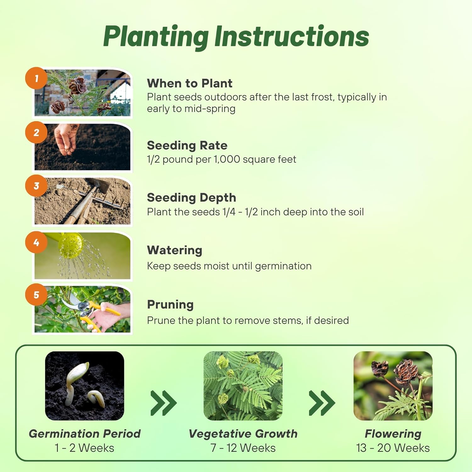 Illinois Bundleflower Seed Planting Directions