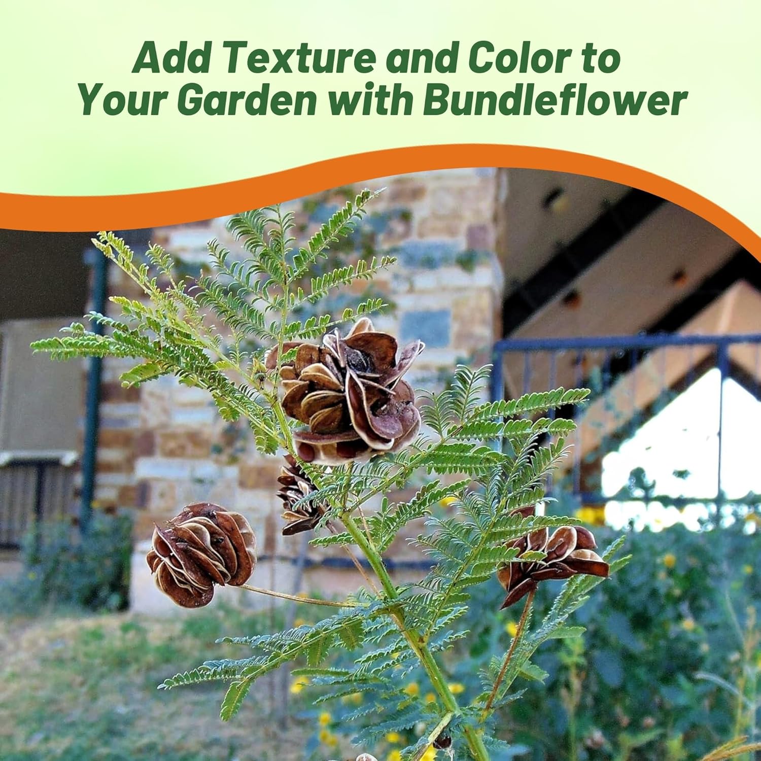 Illinois Bundleflower Forage Legume