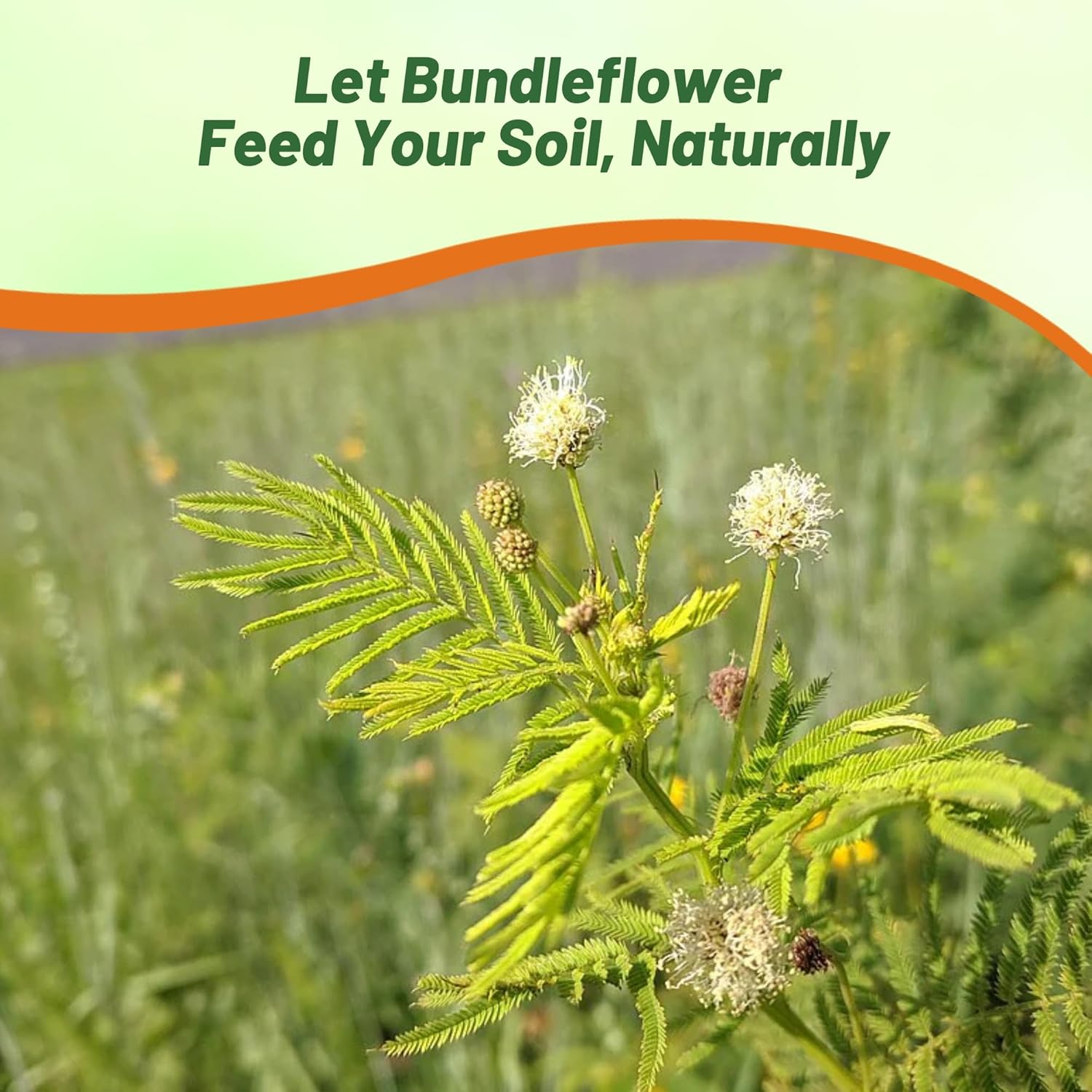 Illinois Bundleflower Pollinating Forage Flowers