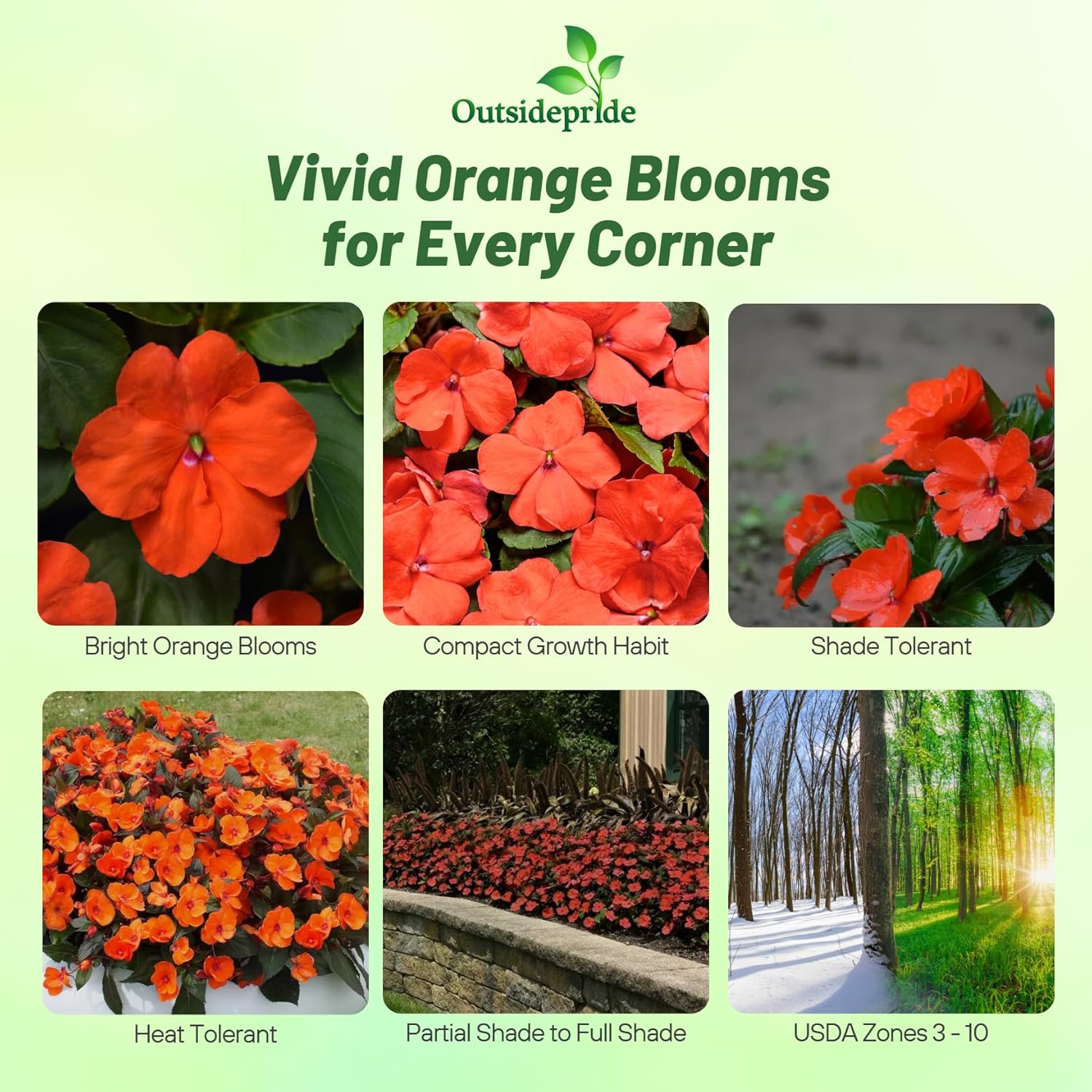 Impatiens Orange Flower Bed