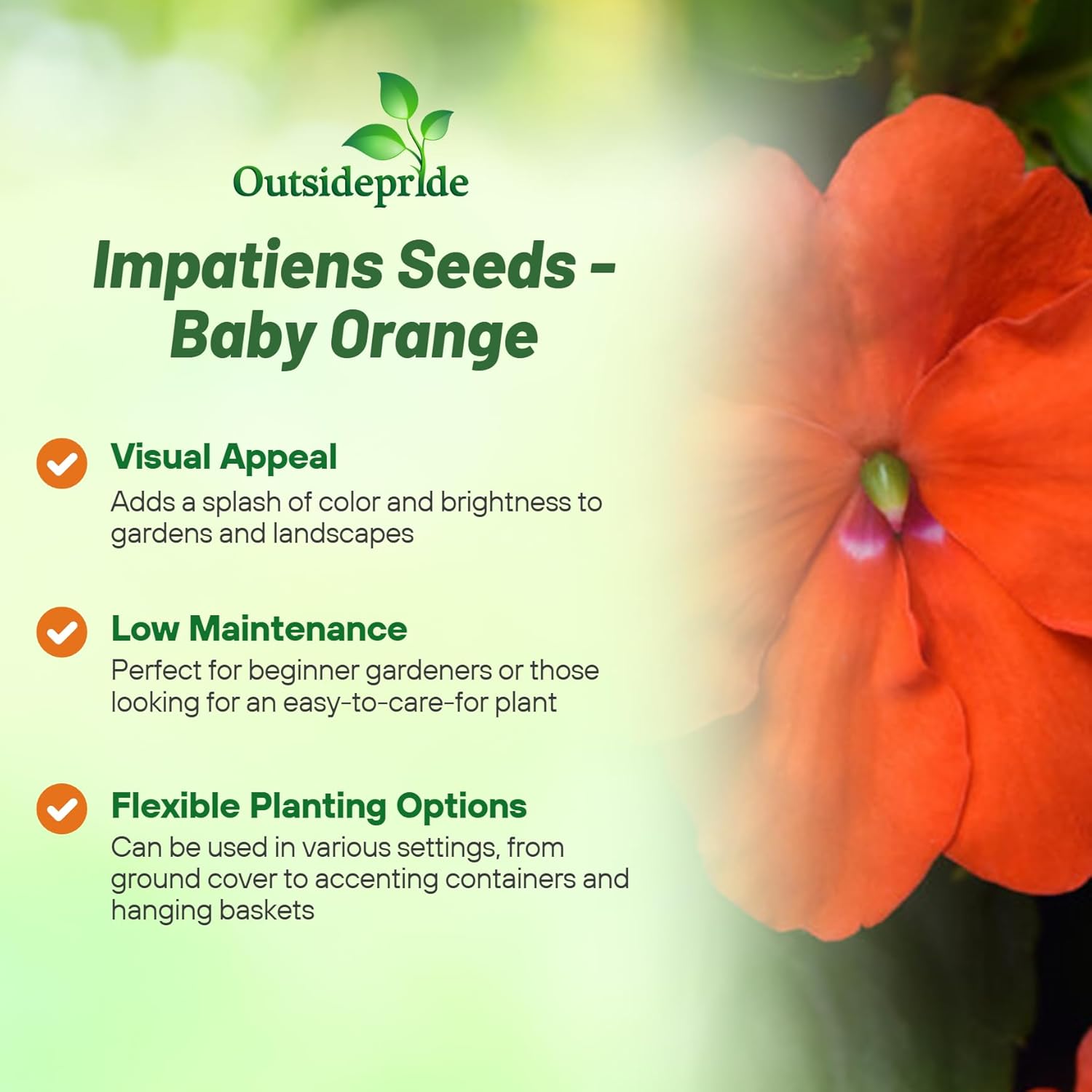 Impatiens Orange Garden Flowers