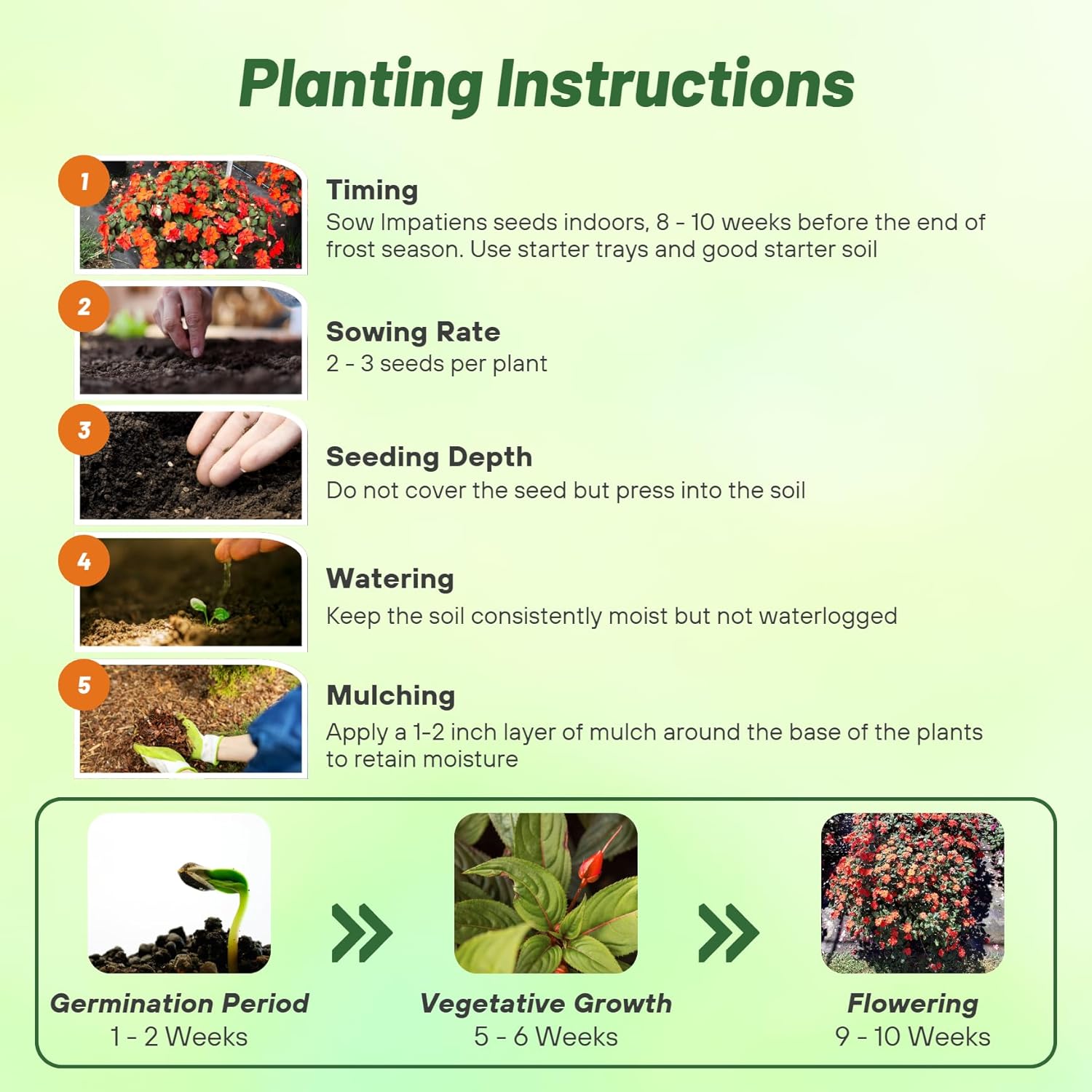 Impatiens Baby Orange Planting Directions