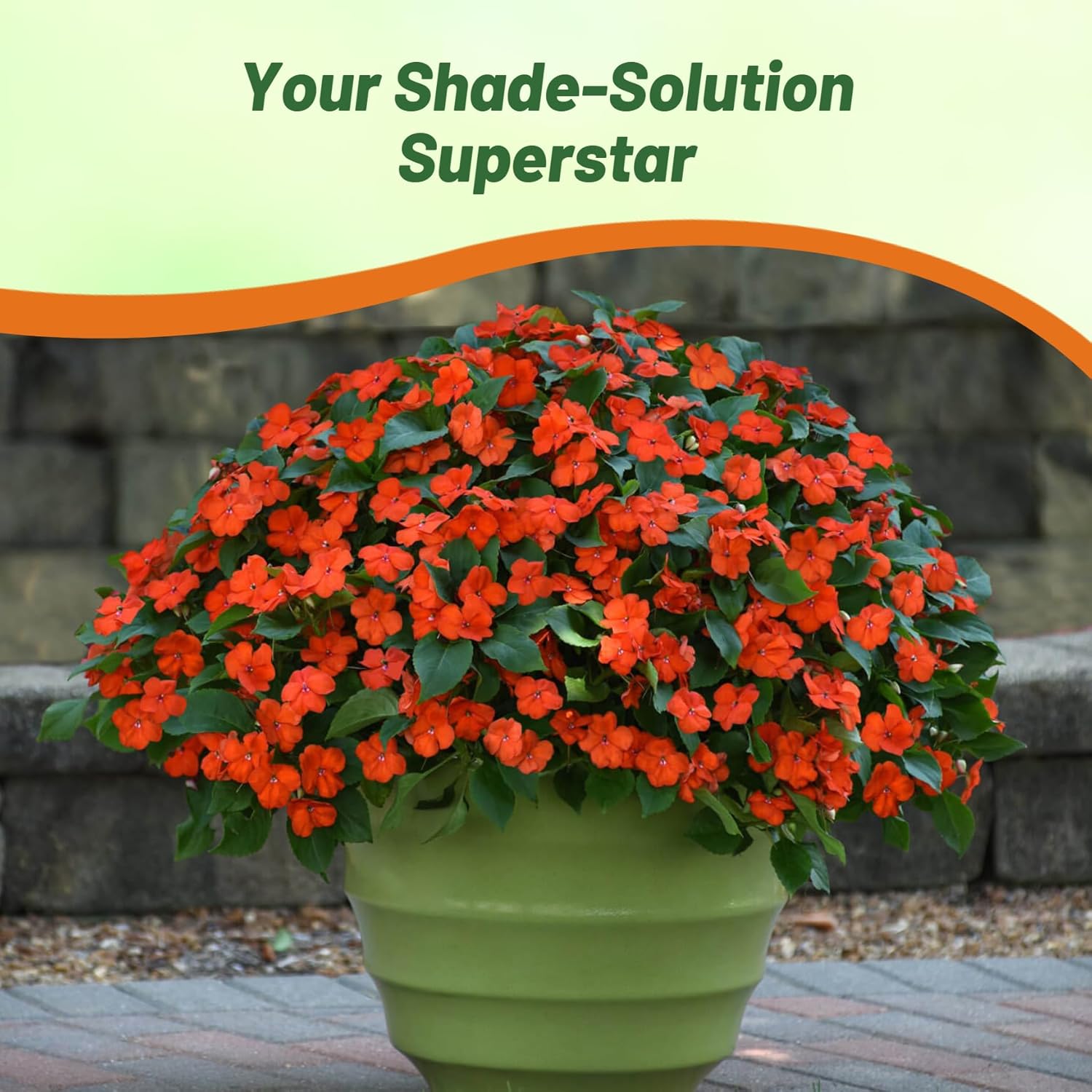 Impatiens Baby Orange Flower Bed