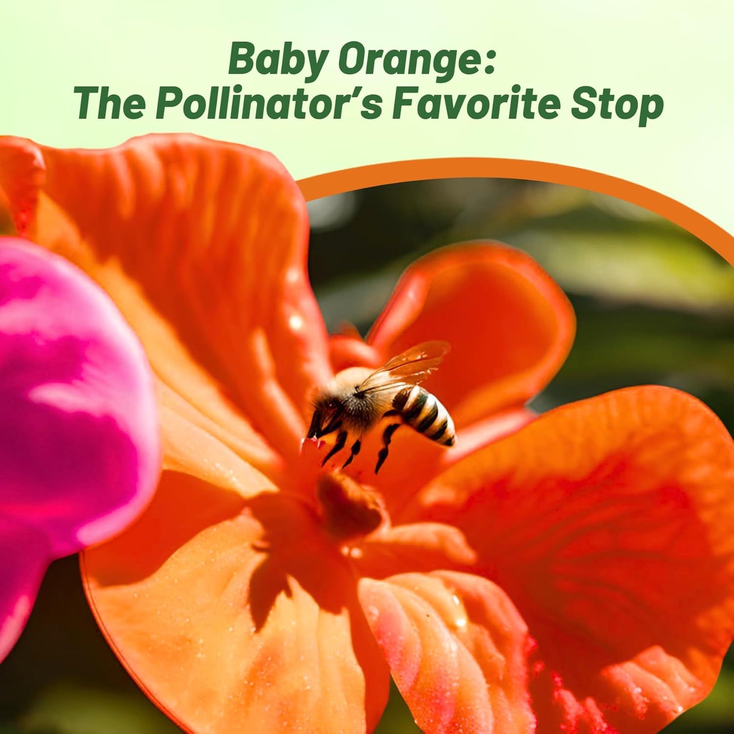 Impatiens Baby Orange