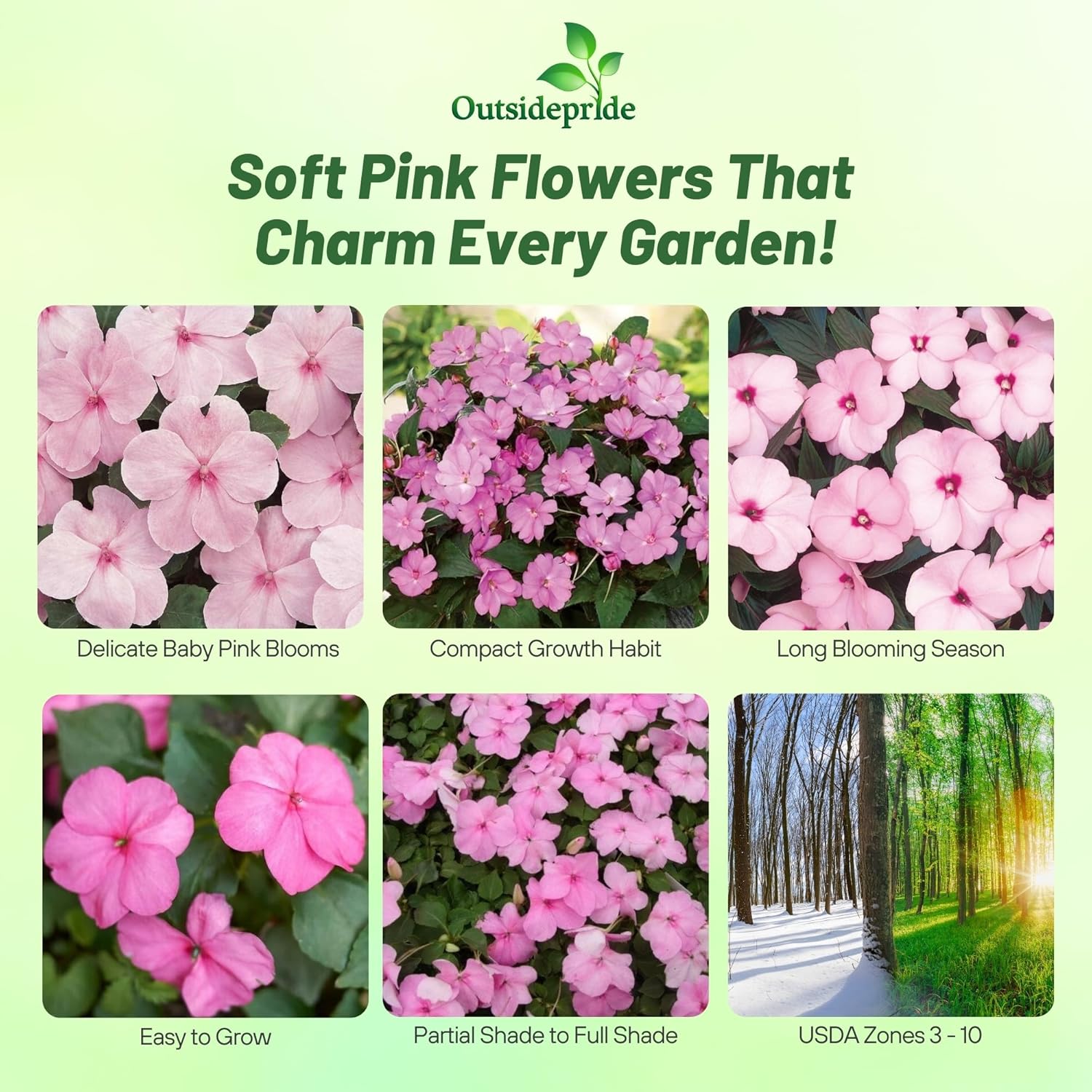 Impatiens Walleriana Baby Pink