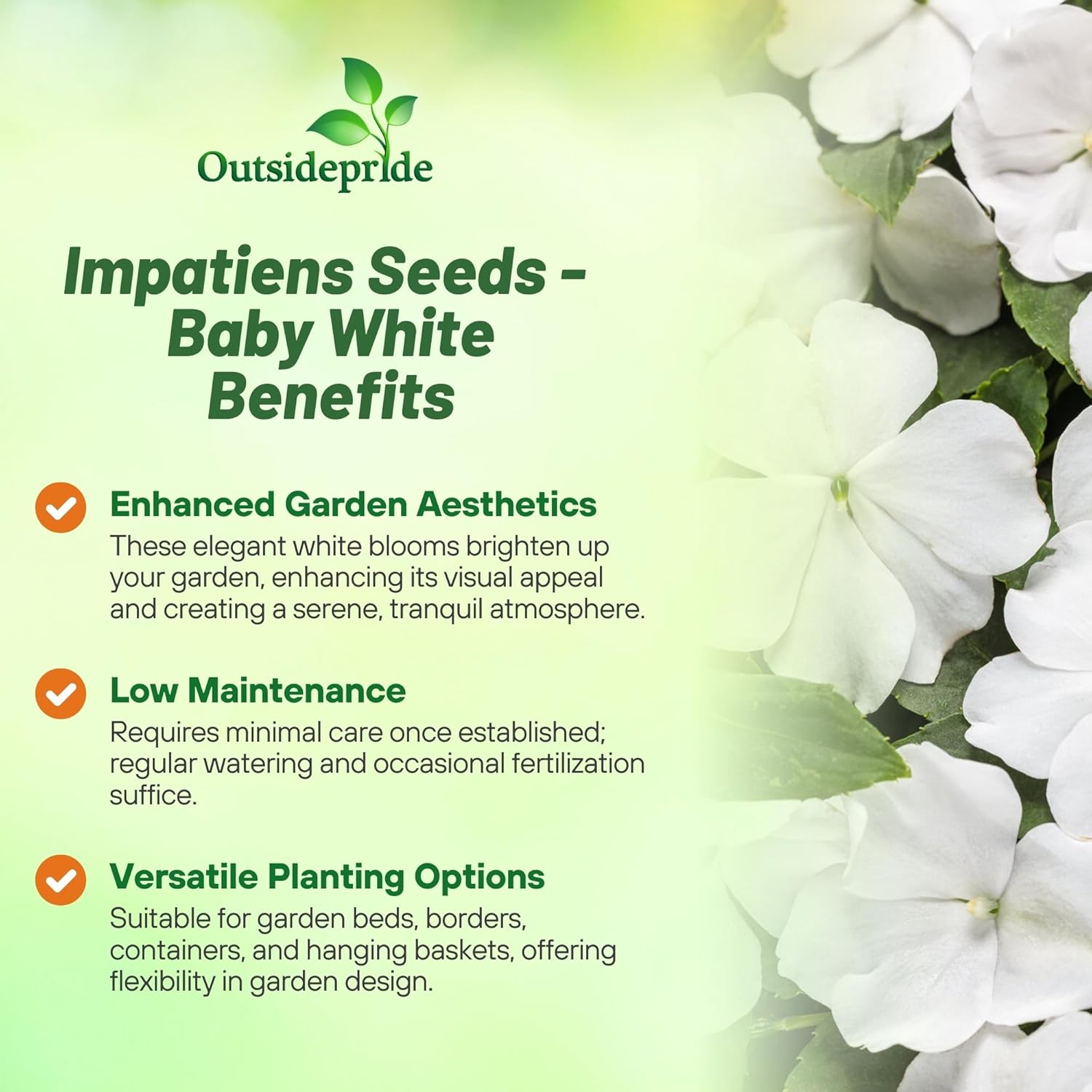 Impatiens White Flower Seeds