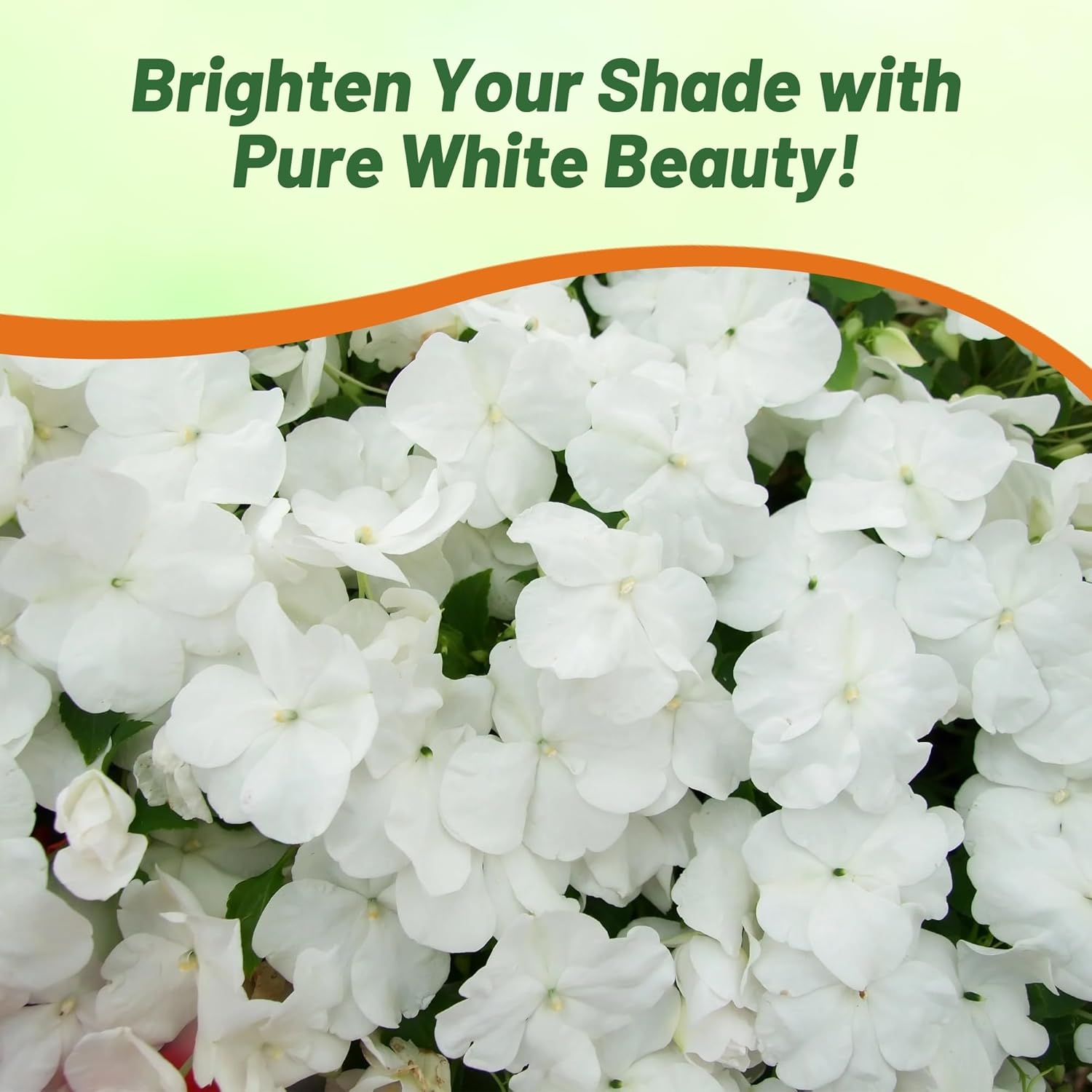 Impatiens Baby White Flowering Plant
