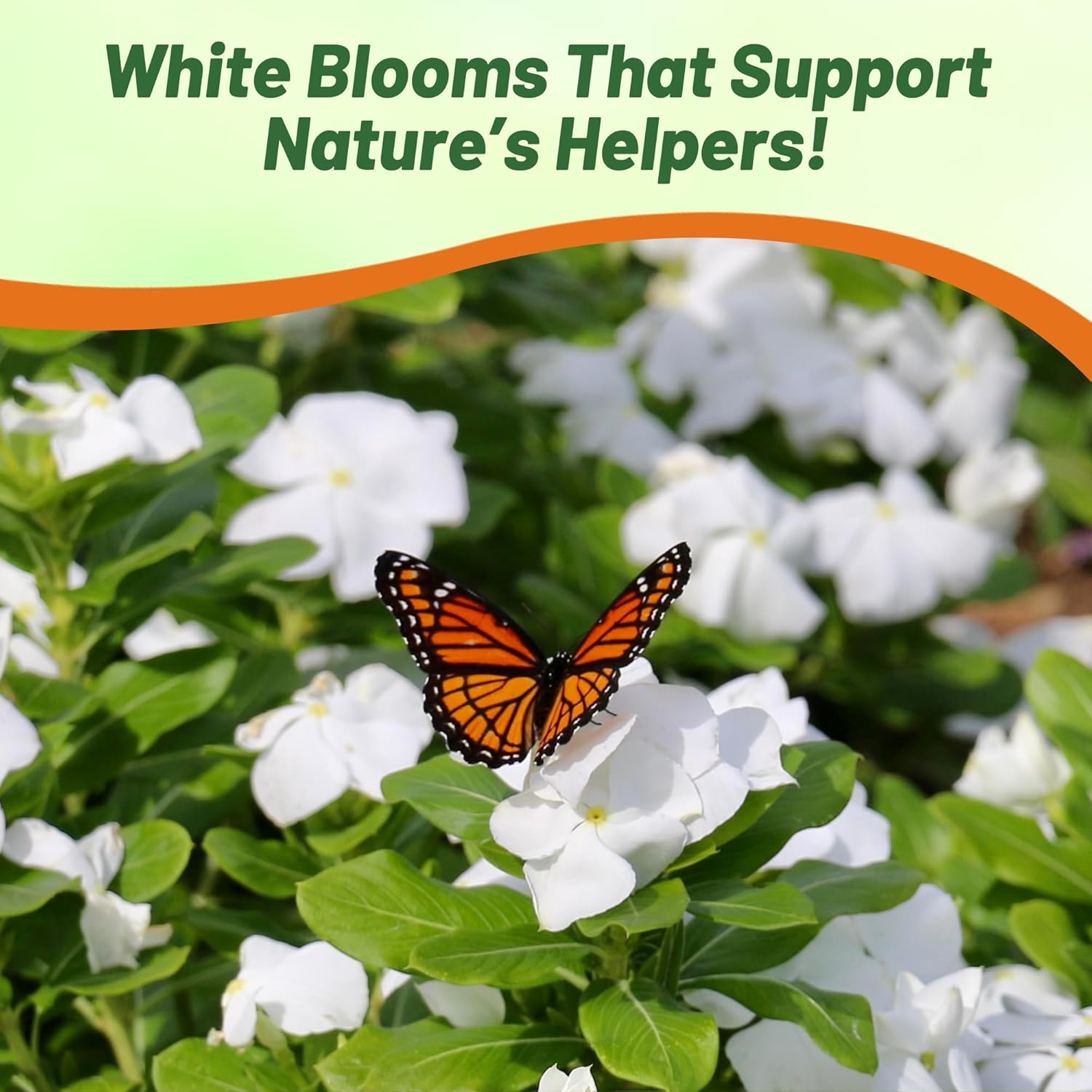 Impatiens White Flower Garden