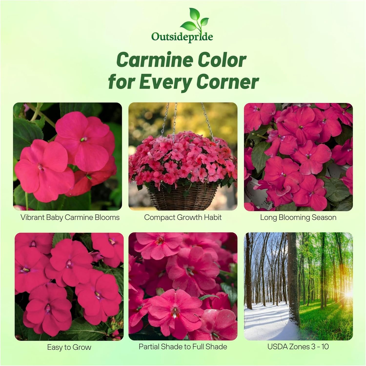 Impatiens Carmine Seed Packet