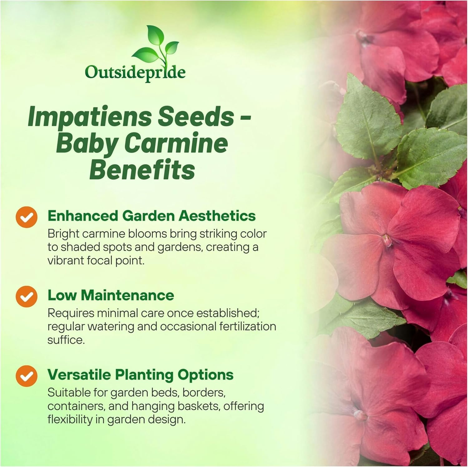 Impatiens Carmine Potted Flowers