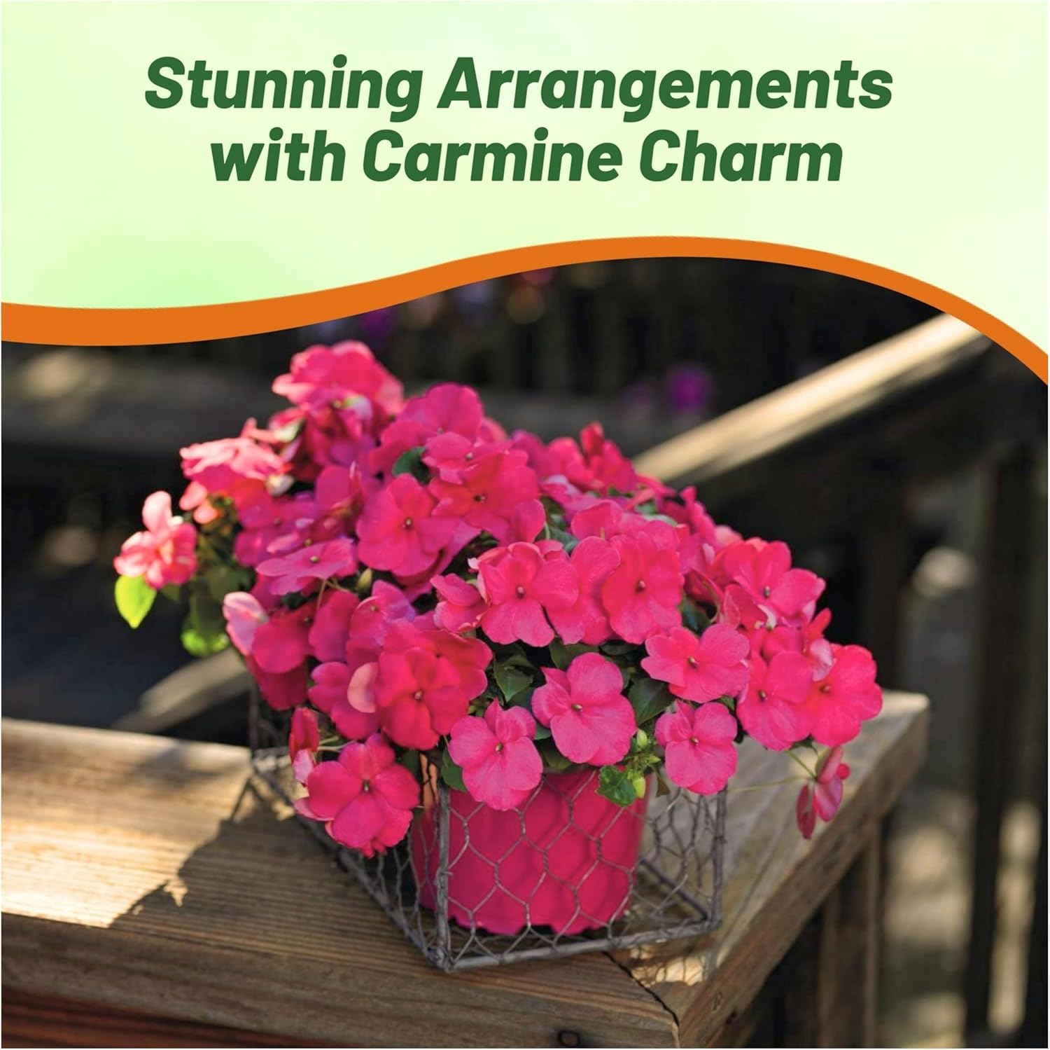 Impatiens Carmine Planting Directions