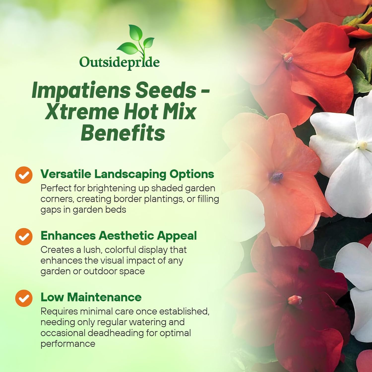 Impatiens Xtreme Hot Mix Vase