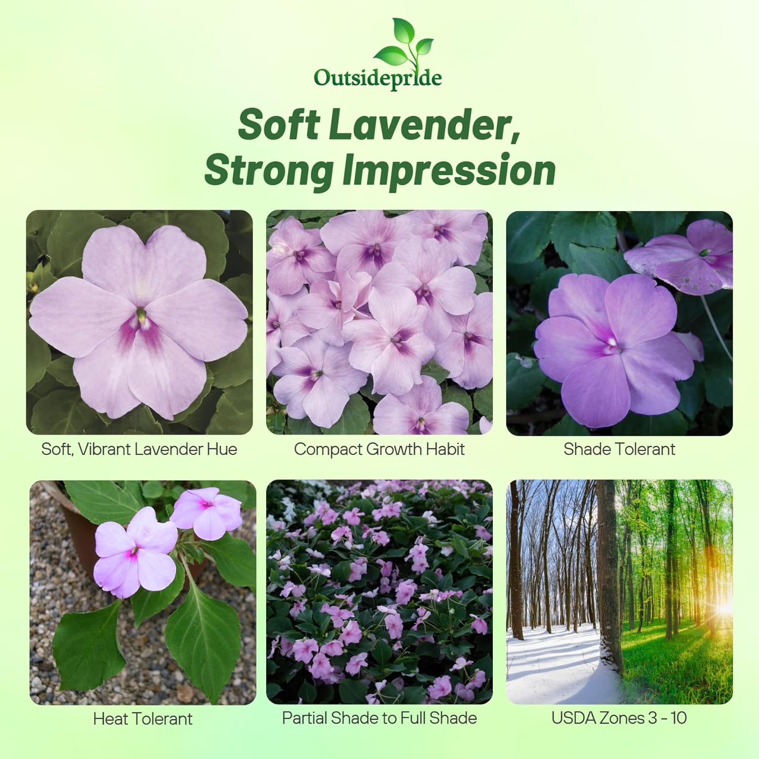 Impatiens Lavender Container Plants