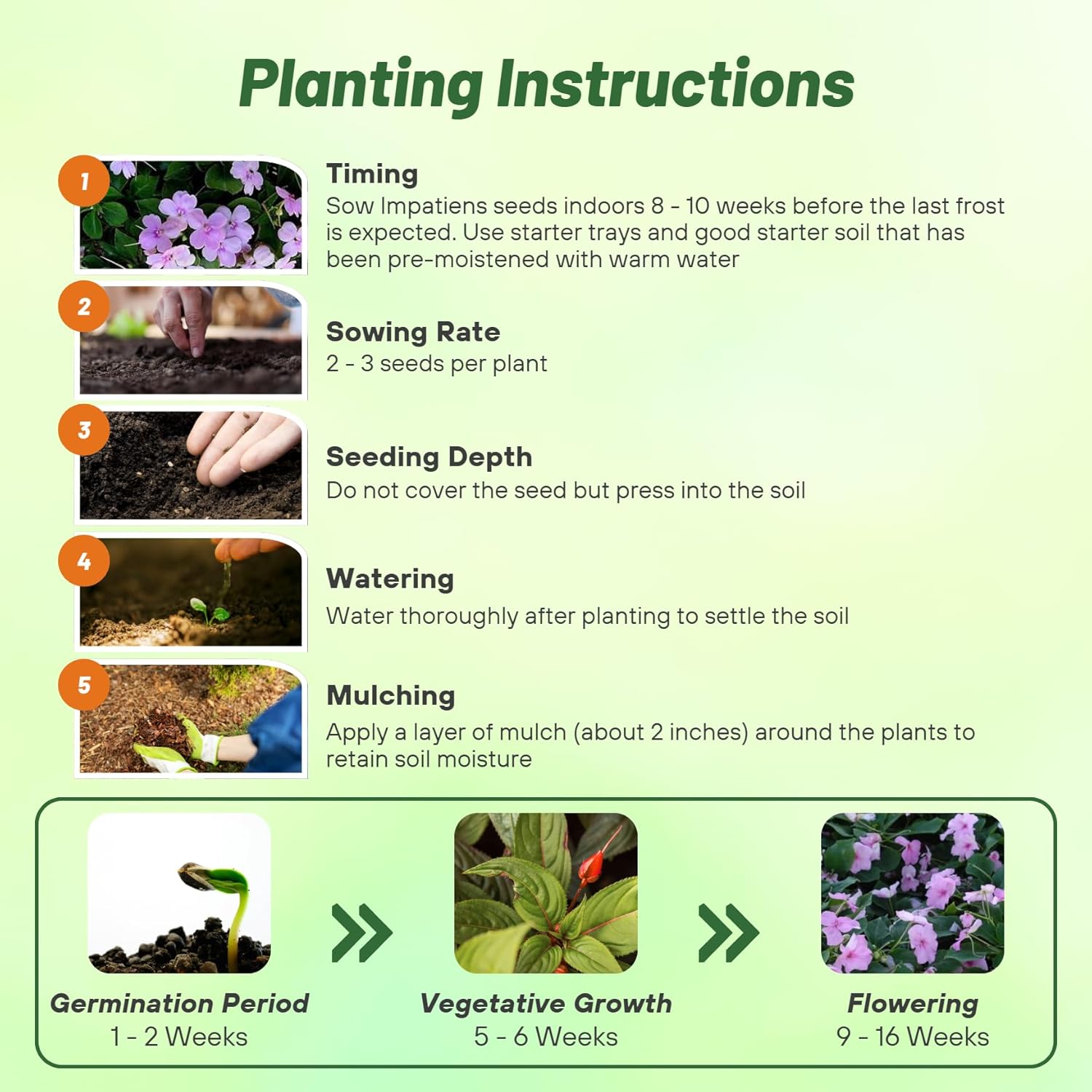 Impatiens Lavender Planting Directions