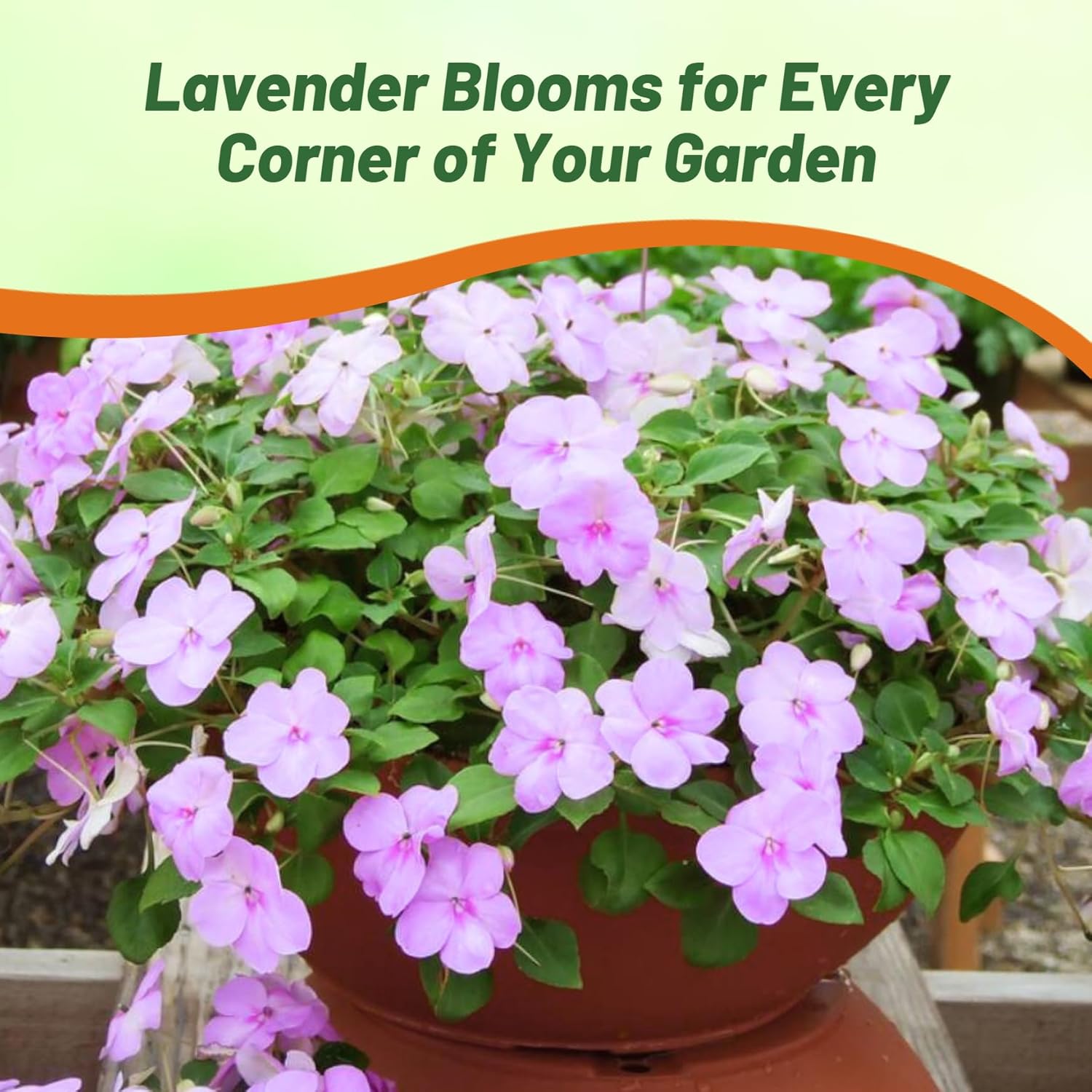 Impatiens Lavender Flower Bed