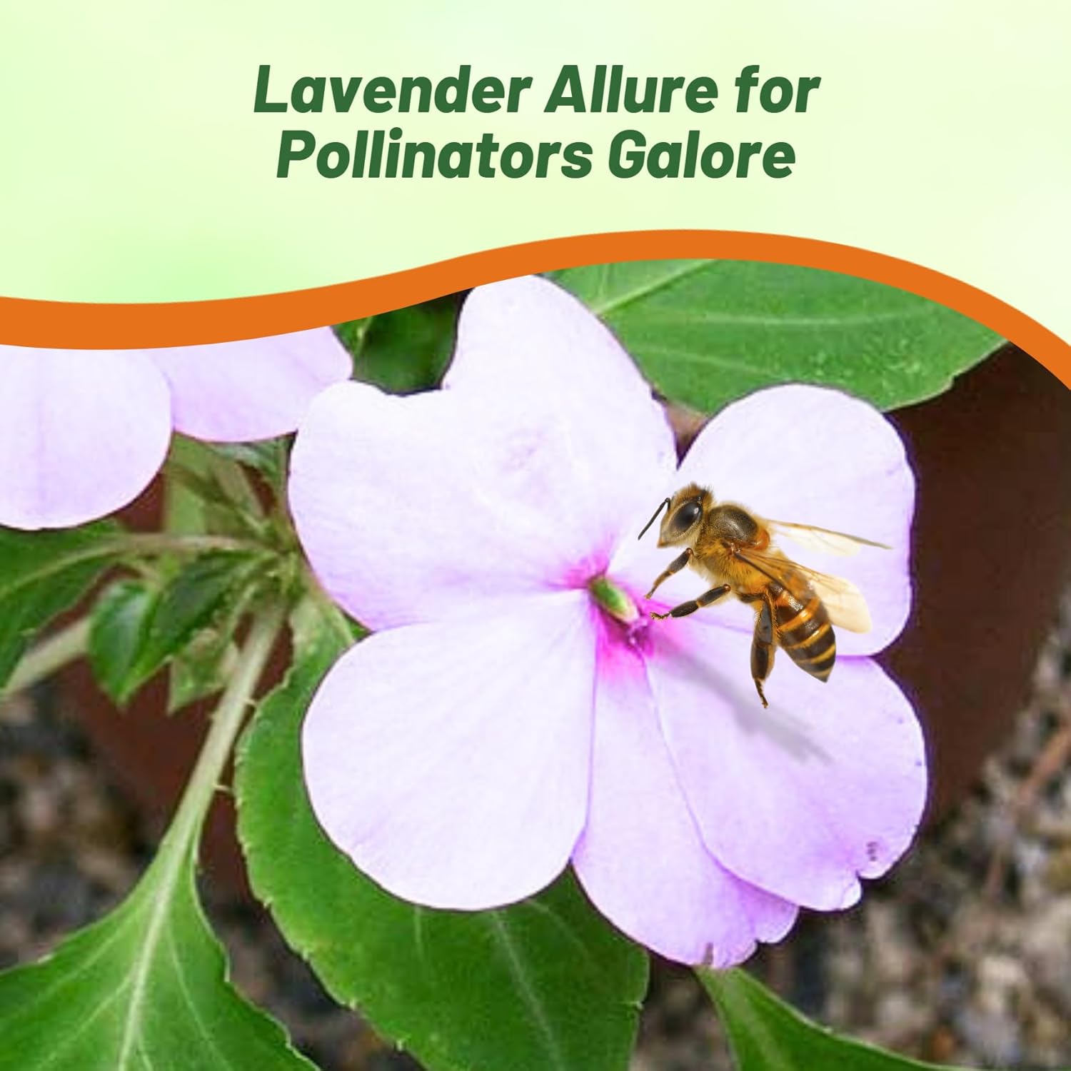 Impatiens Lavender Flowers