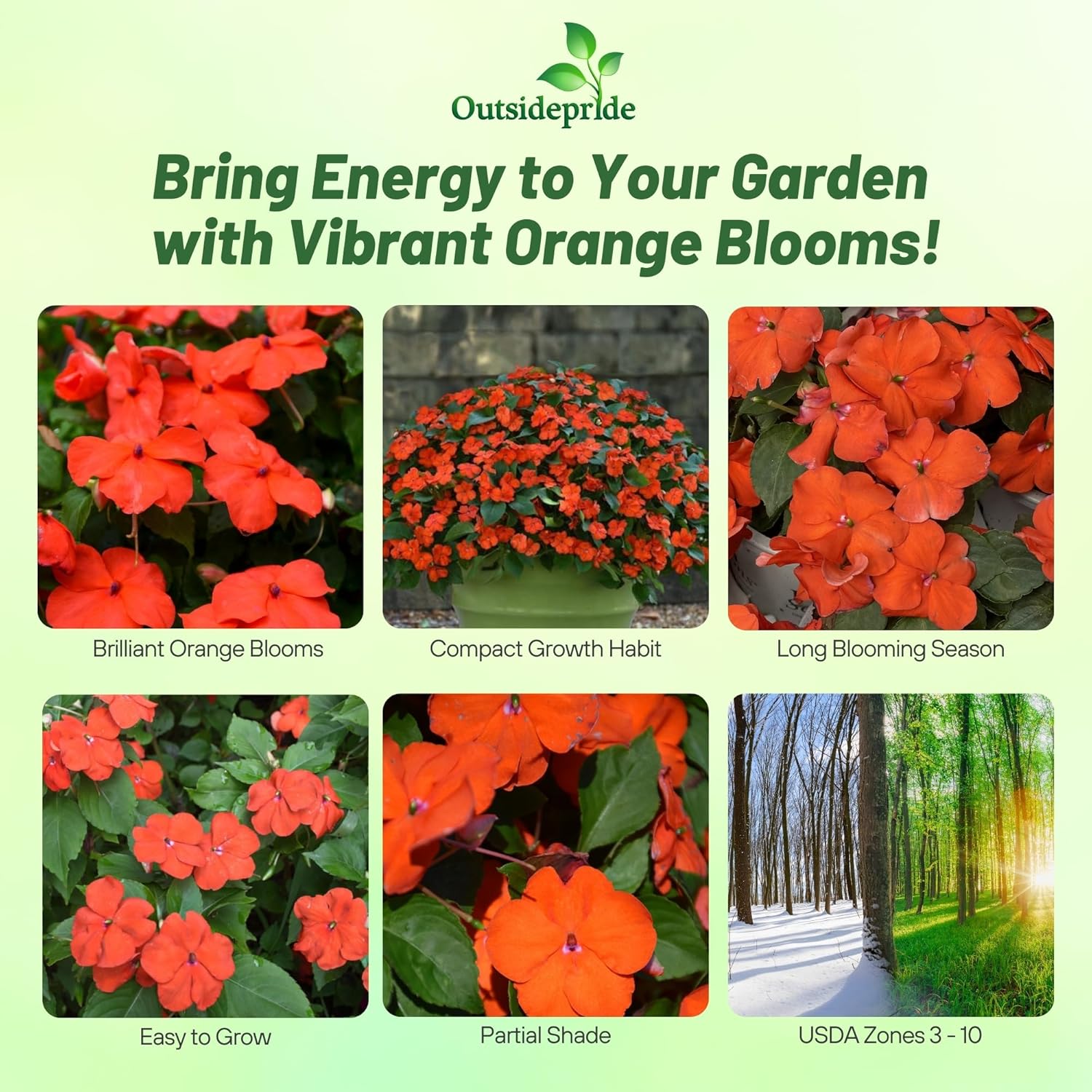 Impatiens Beacon Orange Flower Garden