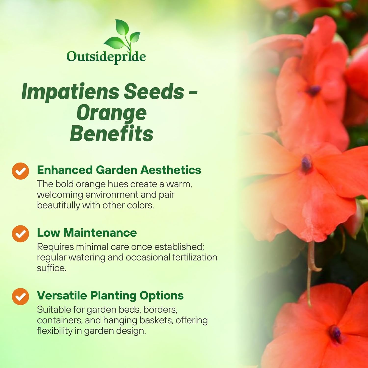 Impatiens Beacon Orange Container Plants