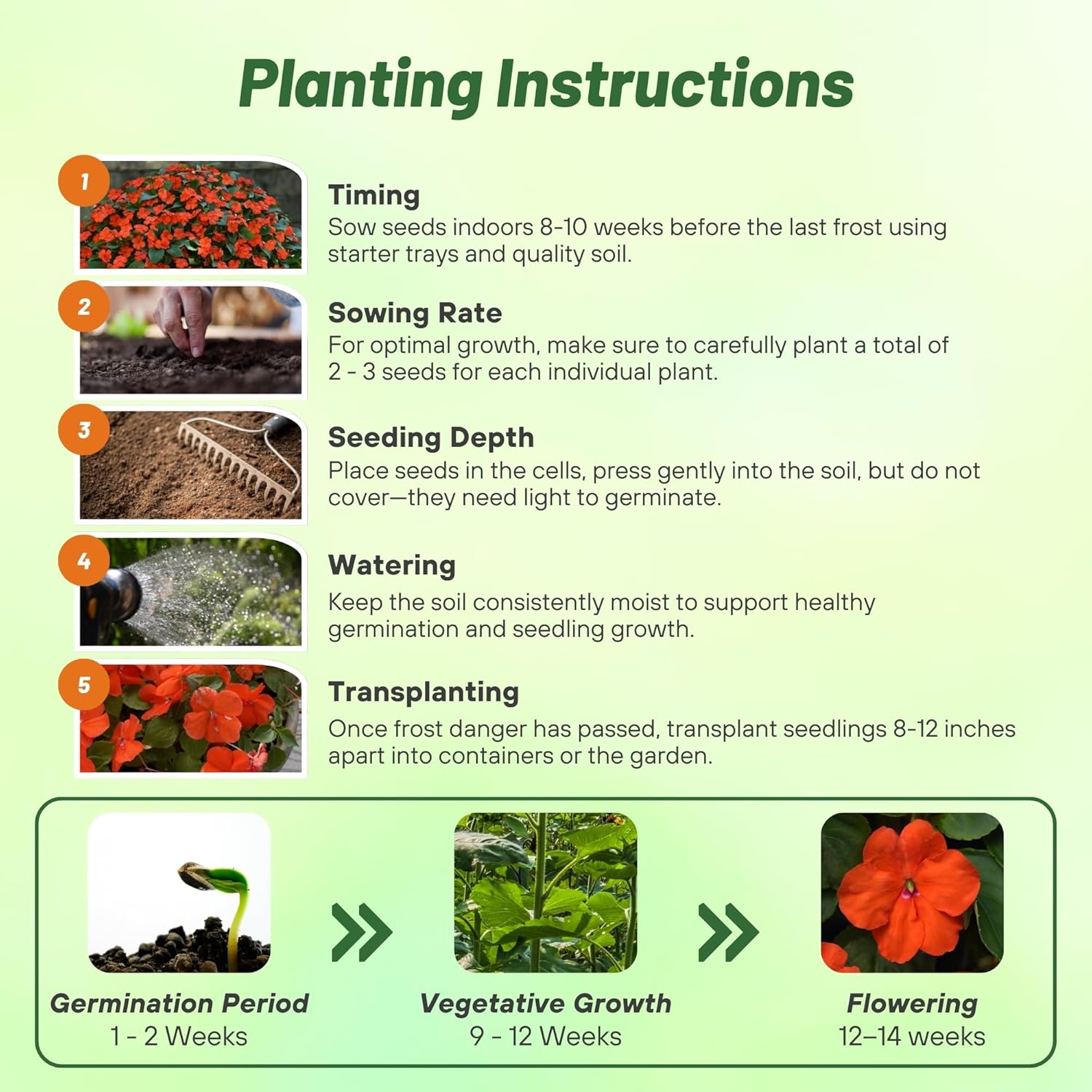 Impatiens Beacon Planting Directions