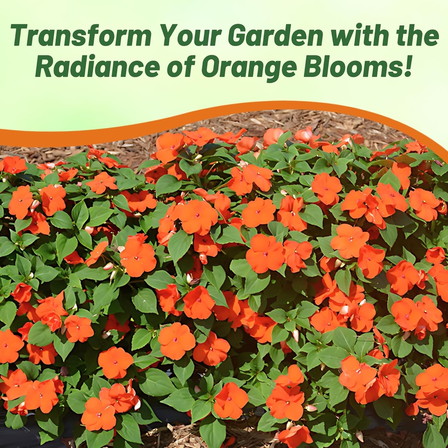 Impatiens Beacon Orange Garden Seeds