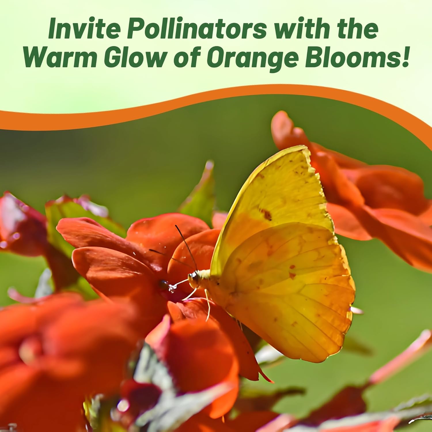 Impatiens Beacon Orange Flowers