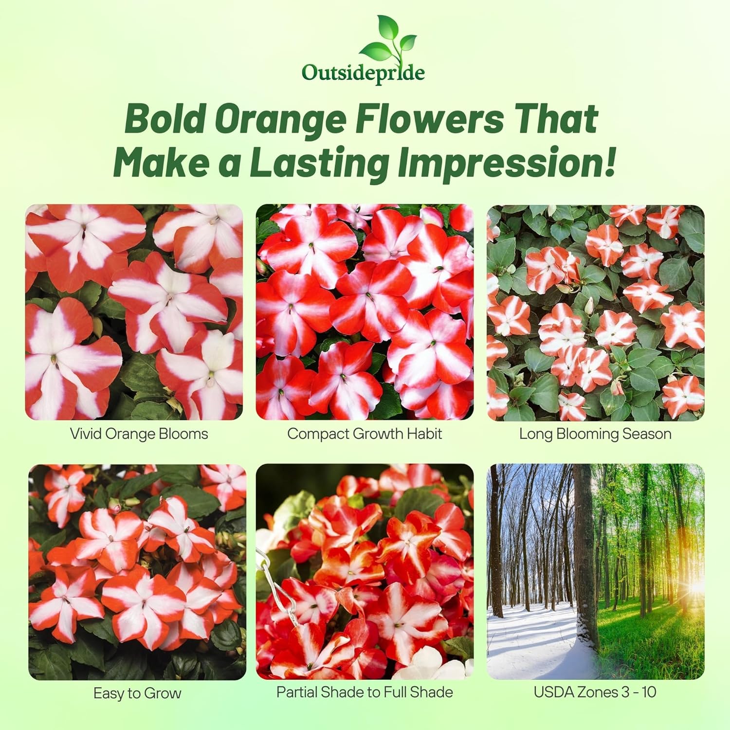 Impatiens Orange Star Garden Flowers