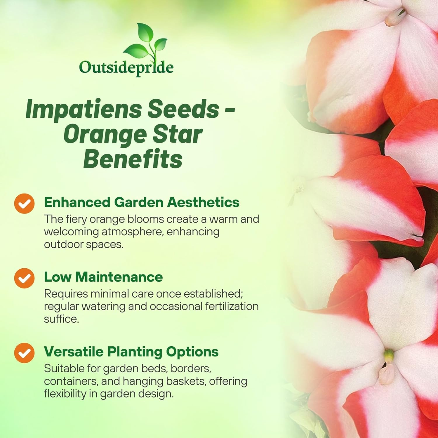 Impatiens Walleriana Accent Premium Orange Star
