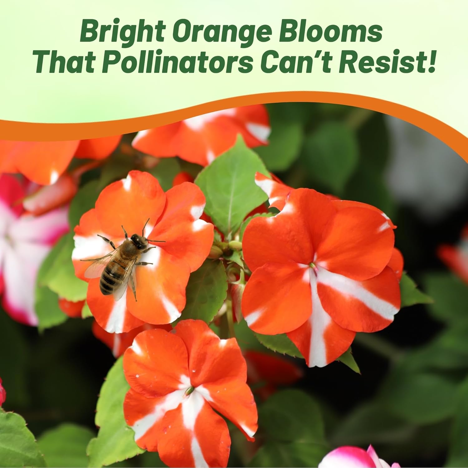 Impatiens Low Growing Orange Star