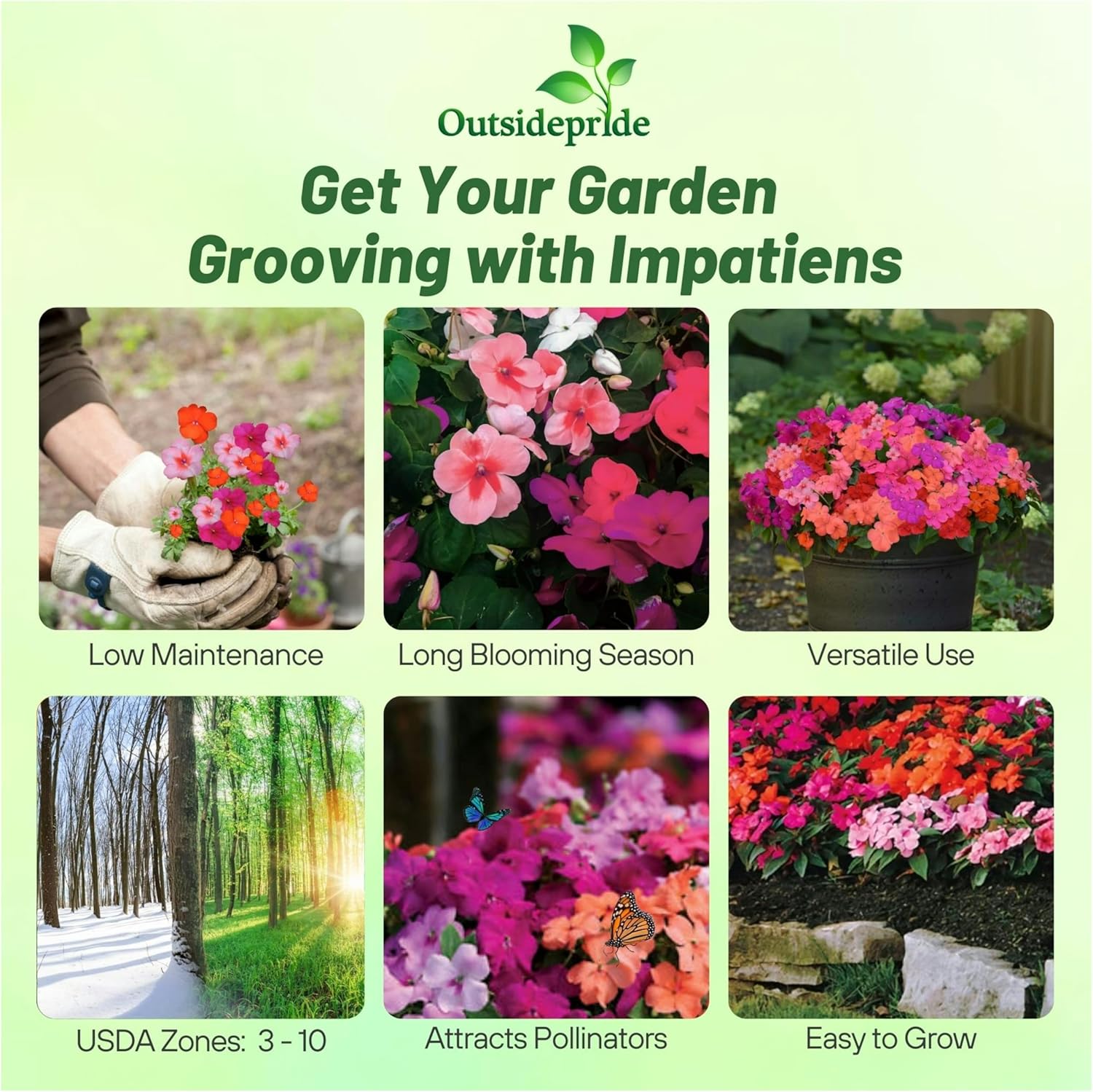 Impatiens Passionfruit Planter Box Flowers