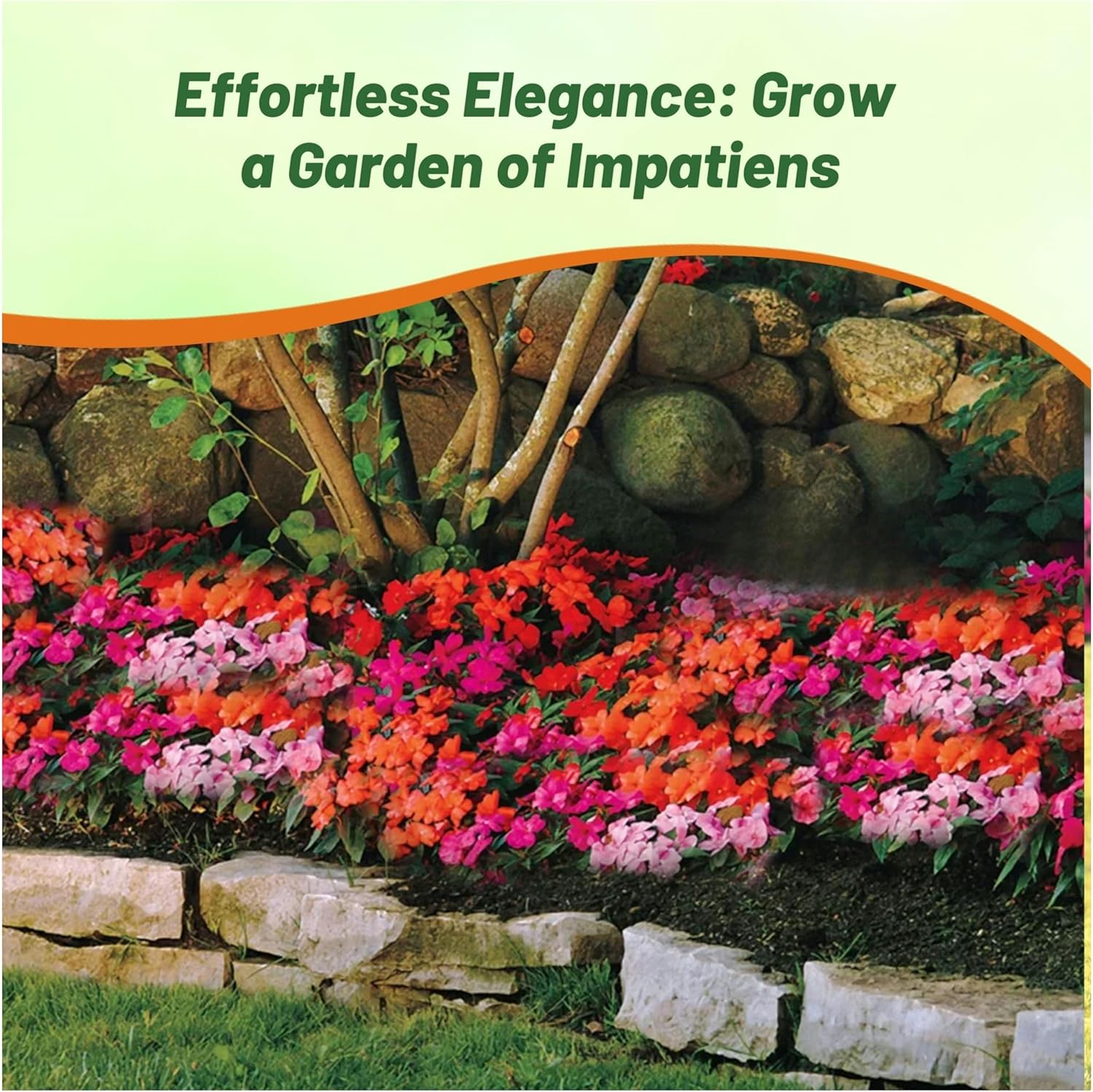 Impatiens Passionfruit Flower Bed