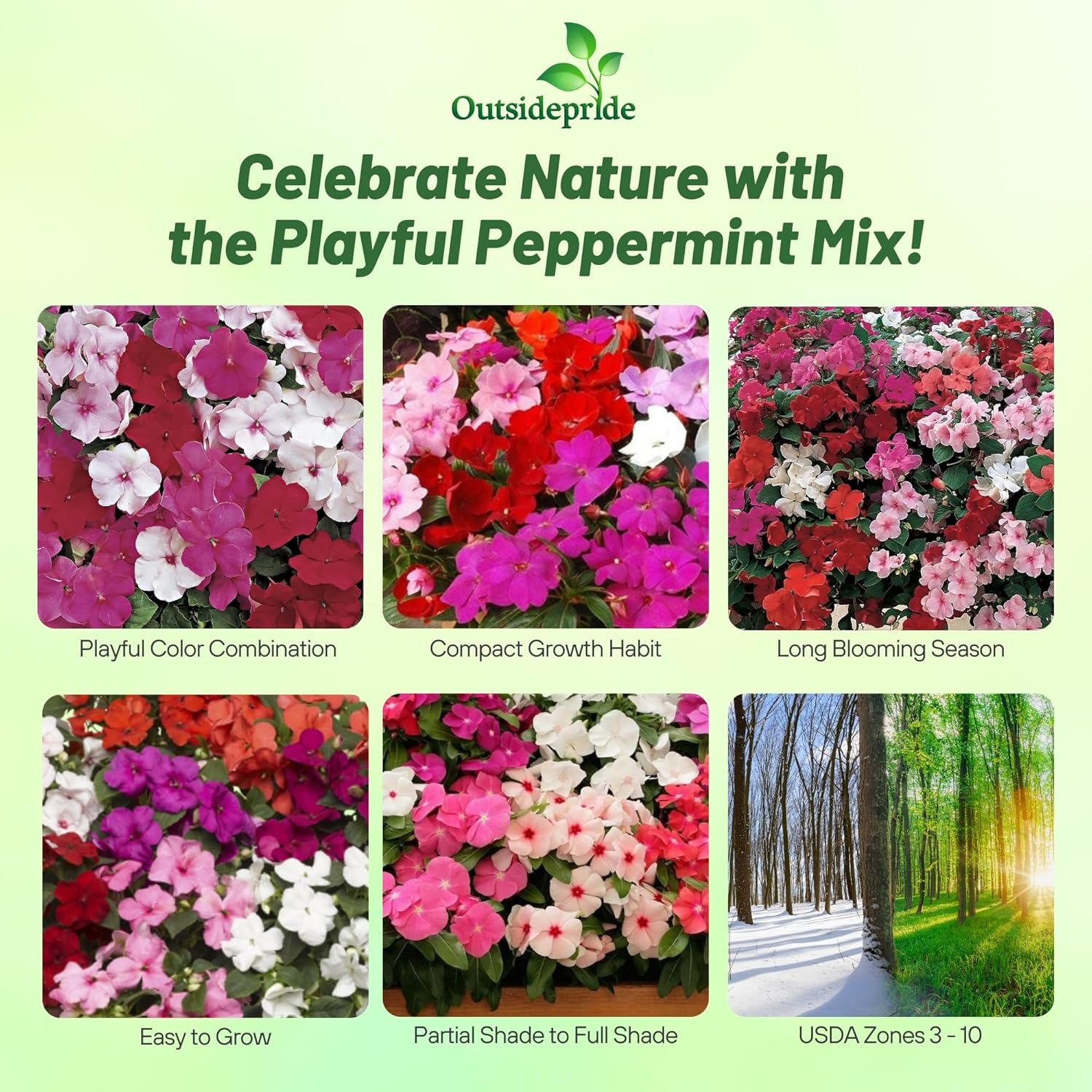 Impatiens Walleriana Accent Peppermint Mix