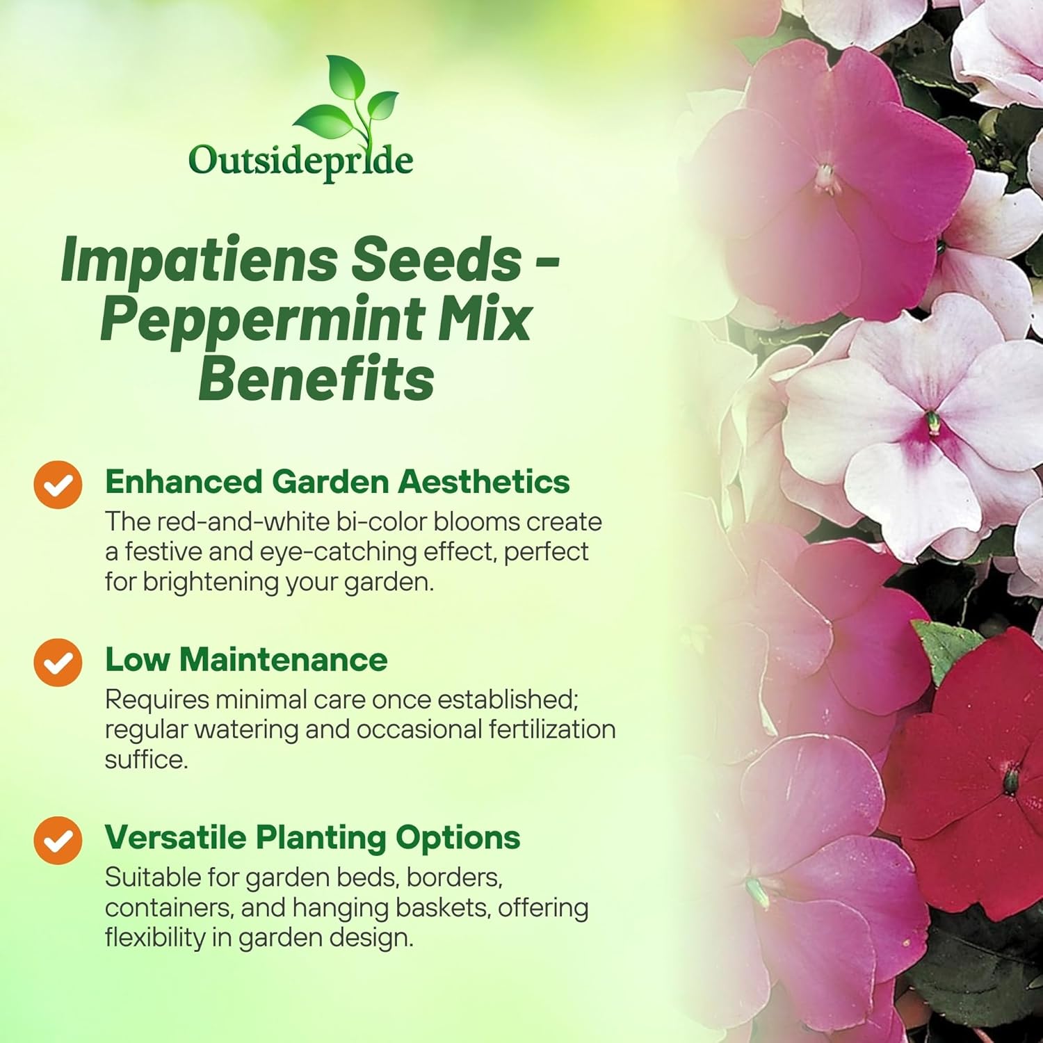 Impatiens Peppermint Container Plants