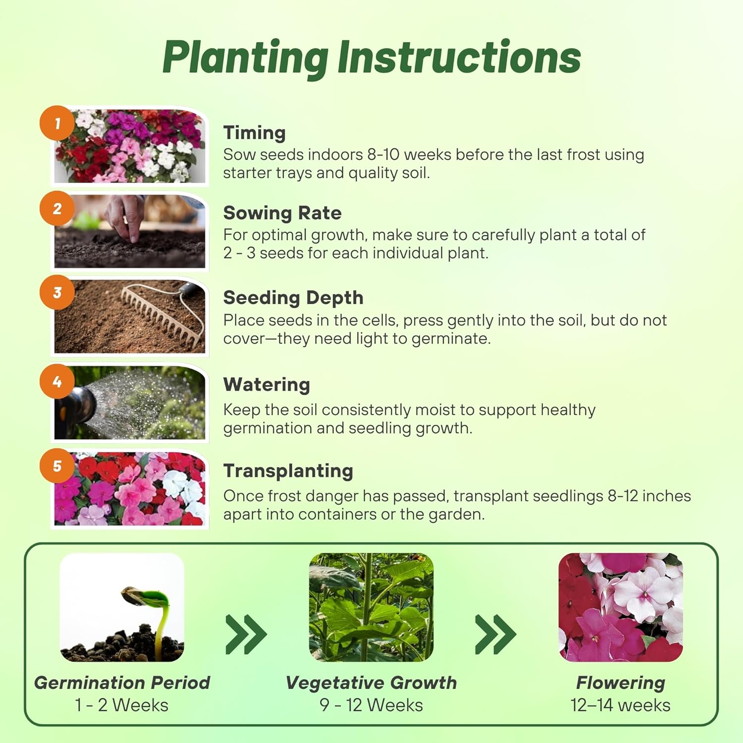 Impatiens Peppermint Planting Directions