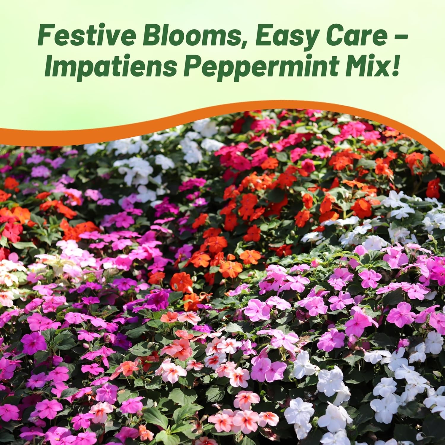 Impatiens Peppermint Hanging Baskets